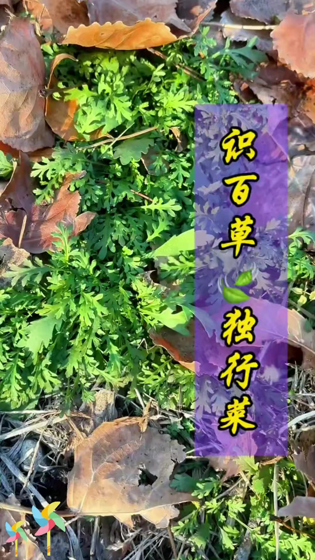 认识独行菜吗?快来瞧瞧,你的家乡有独行菜吗?