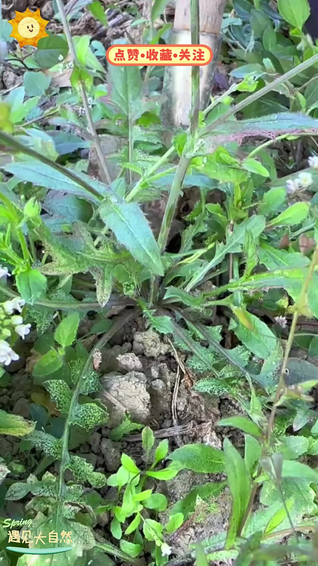 荠菜也叫菱角菜,是人们喜爱的野菜,你知道怎么吃吗?