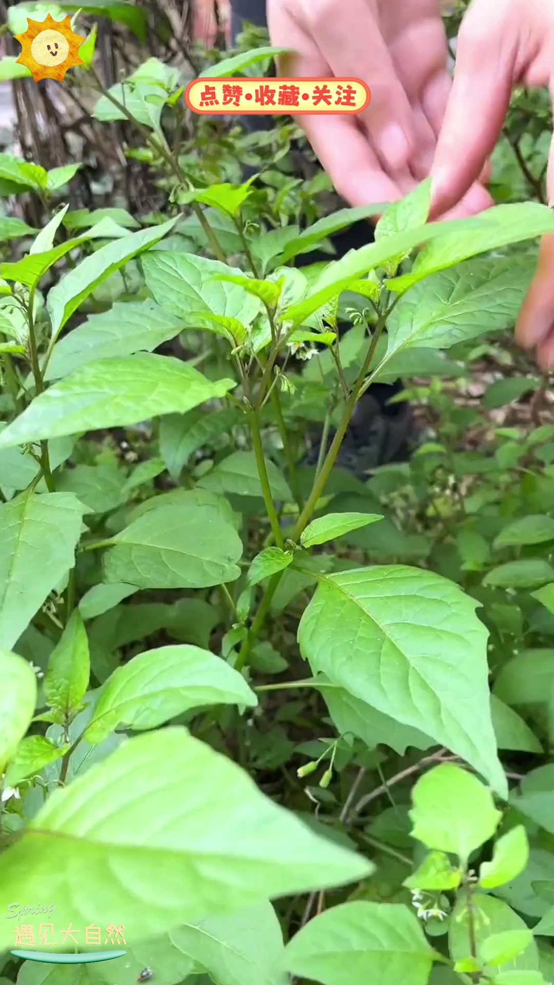 白花菜学名叫龙葵,它的果实和药用价值你知道吗?