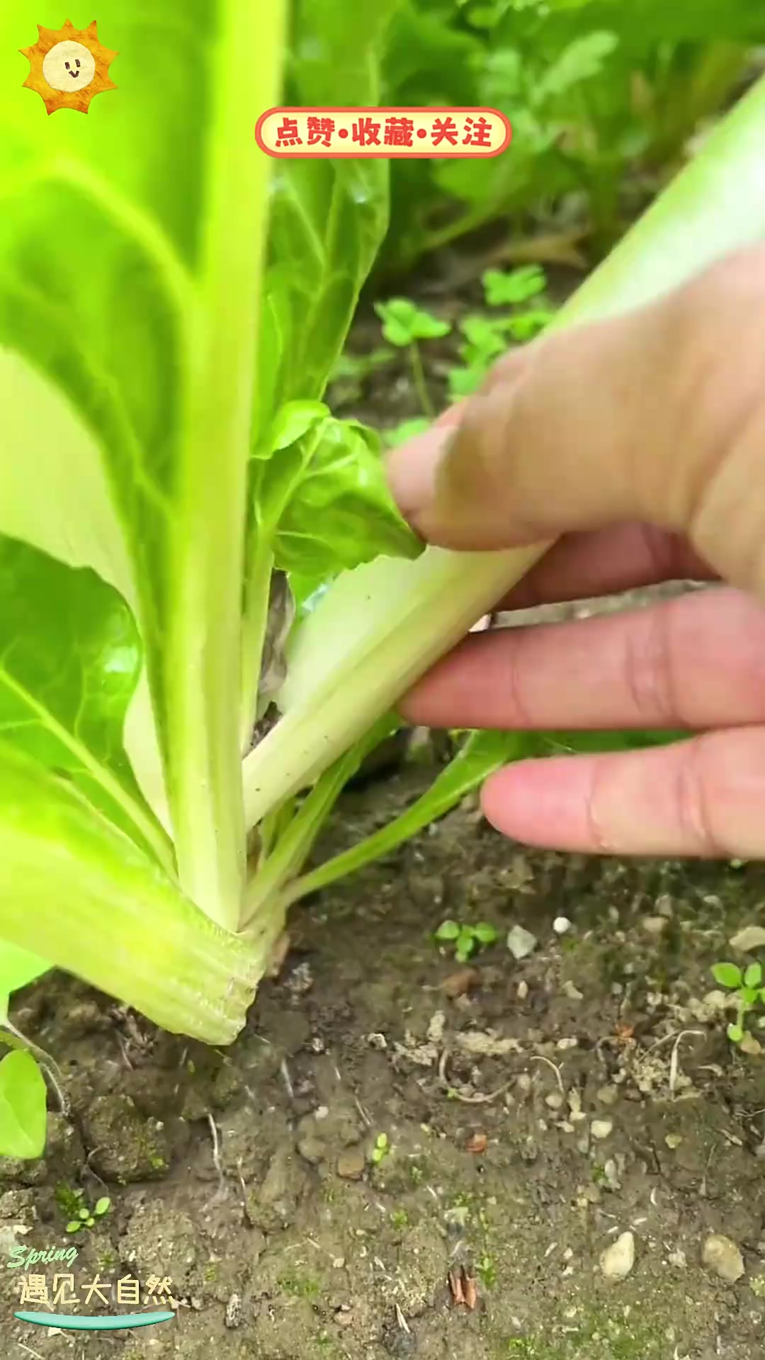 猪婆菜,它有着独特的名字,在生活中有啥用途?
