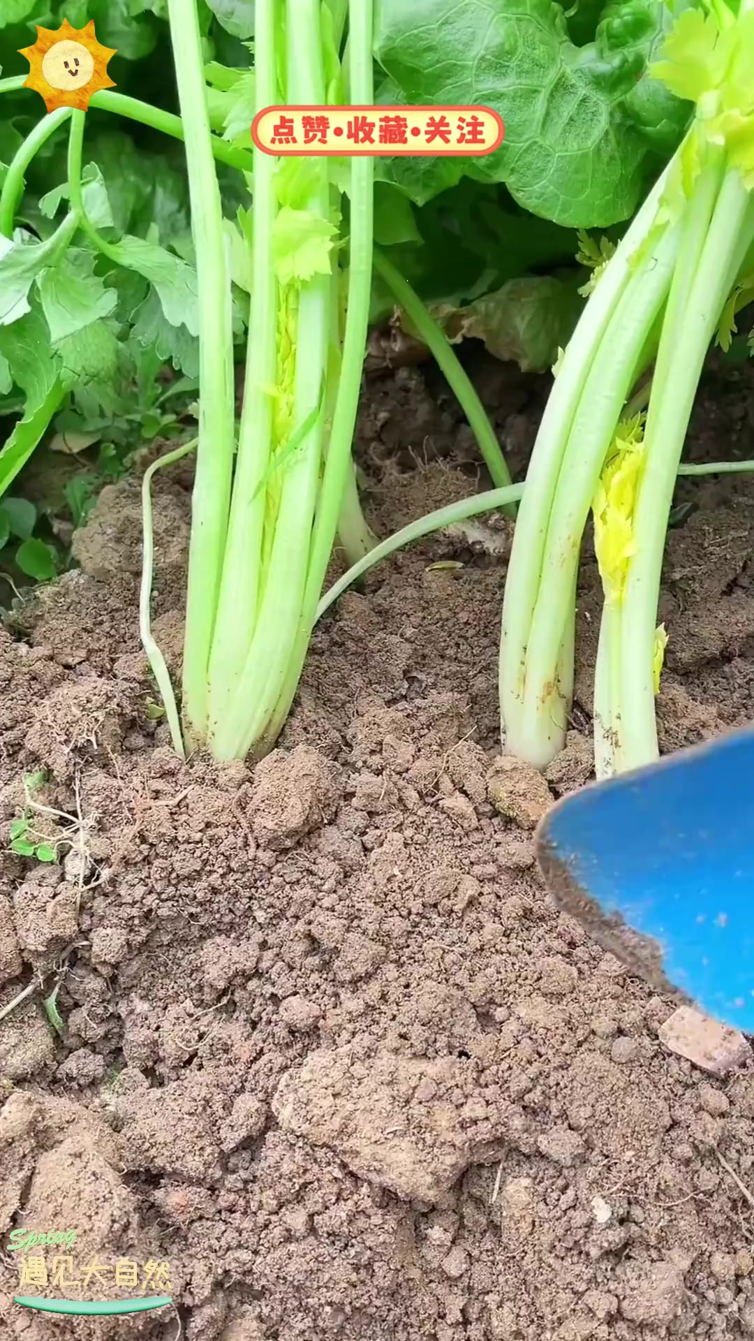 芹菜，这种常见蔬菜，挑选和烹饪有什么小技巧？