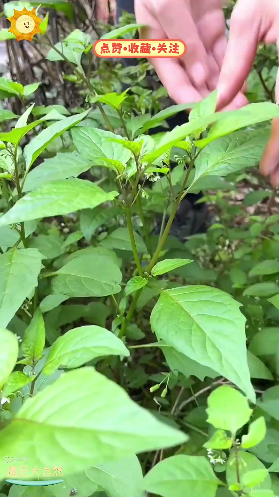 白花菜学名叫龙葵，它的果实和药用价值你知道吗？