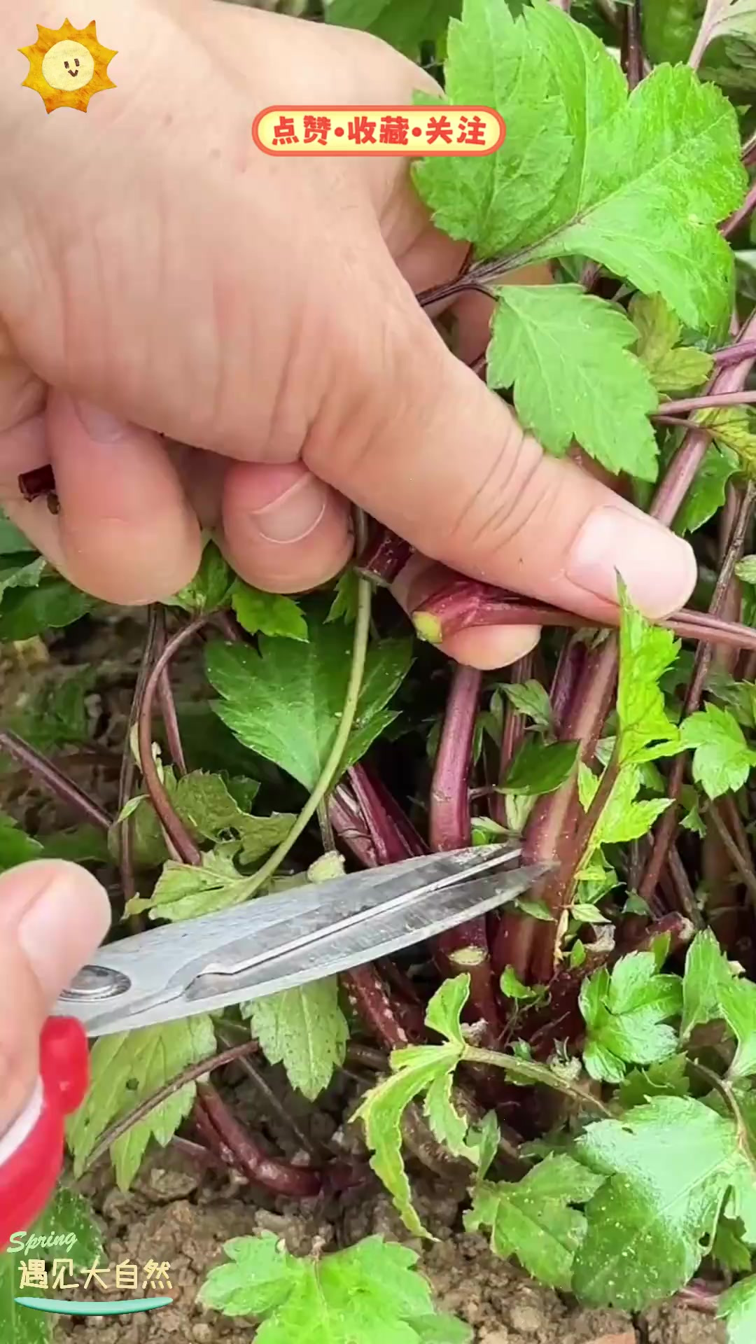 白苞蒿俗称鸭脚艾，它在民间有哪些用途和故事呢？