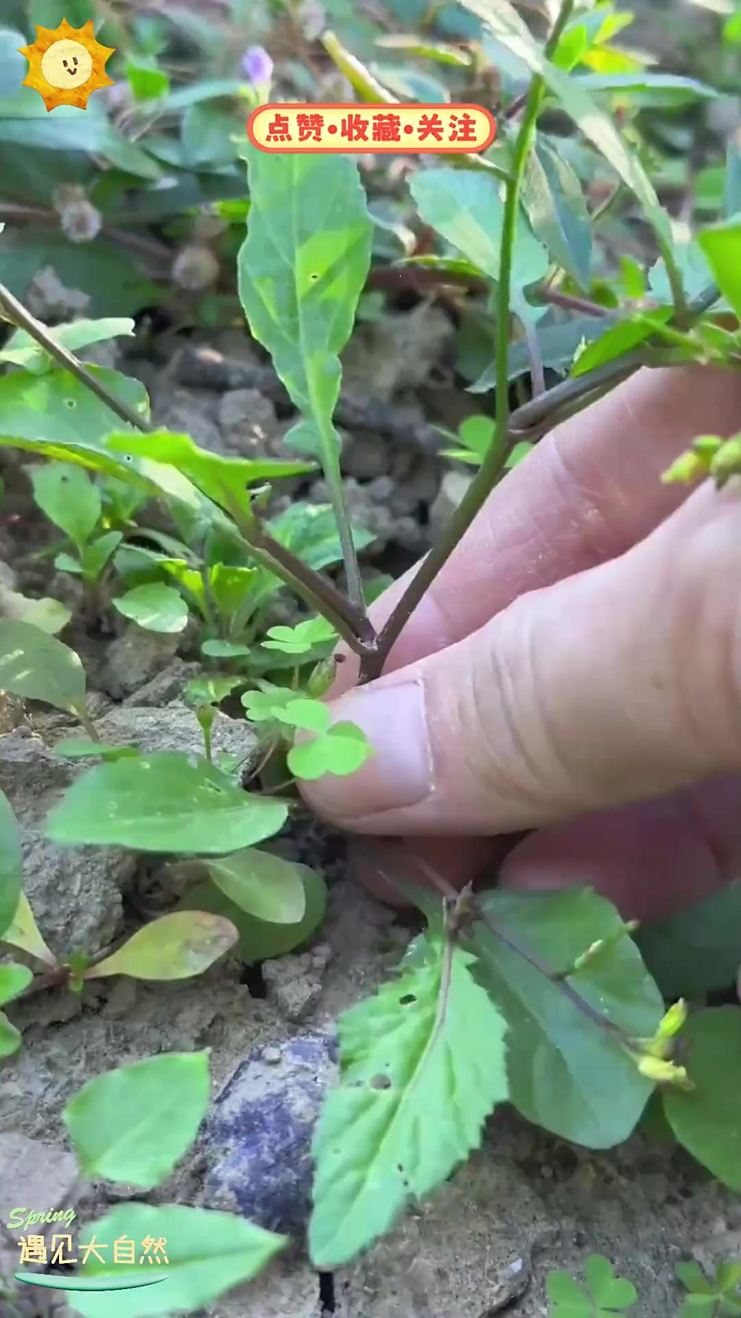 蔊菜也叫野油菜，因样子像油菜得名，在农村菜园很常见