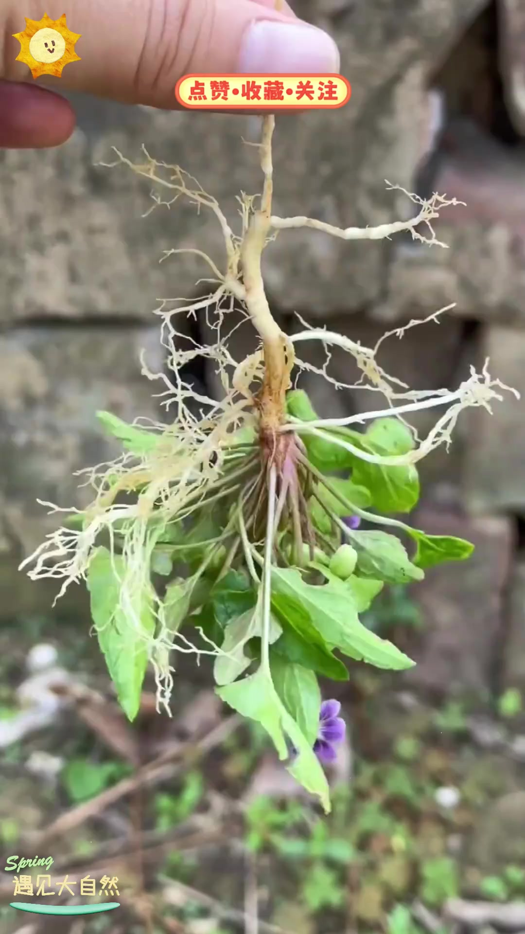野堇菜又叫紫花地丁,勤劳的农村人挖回家晒干,为啥?
