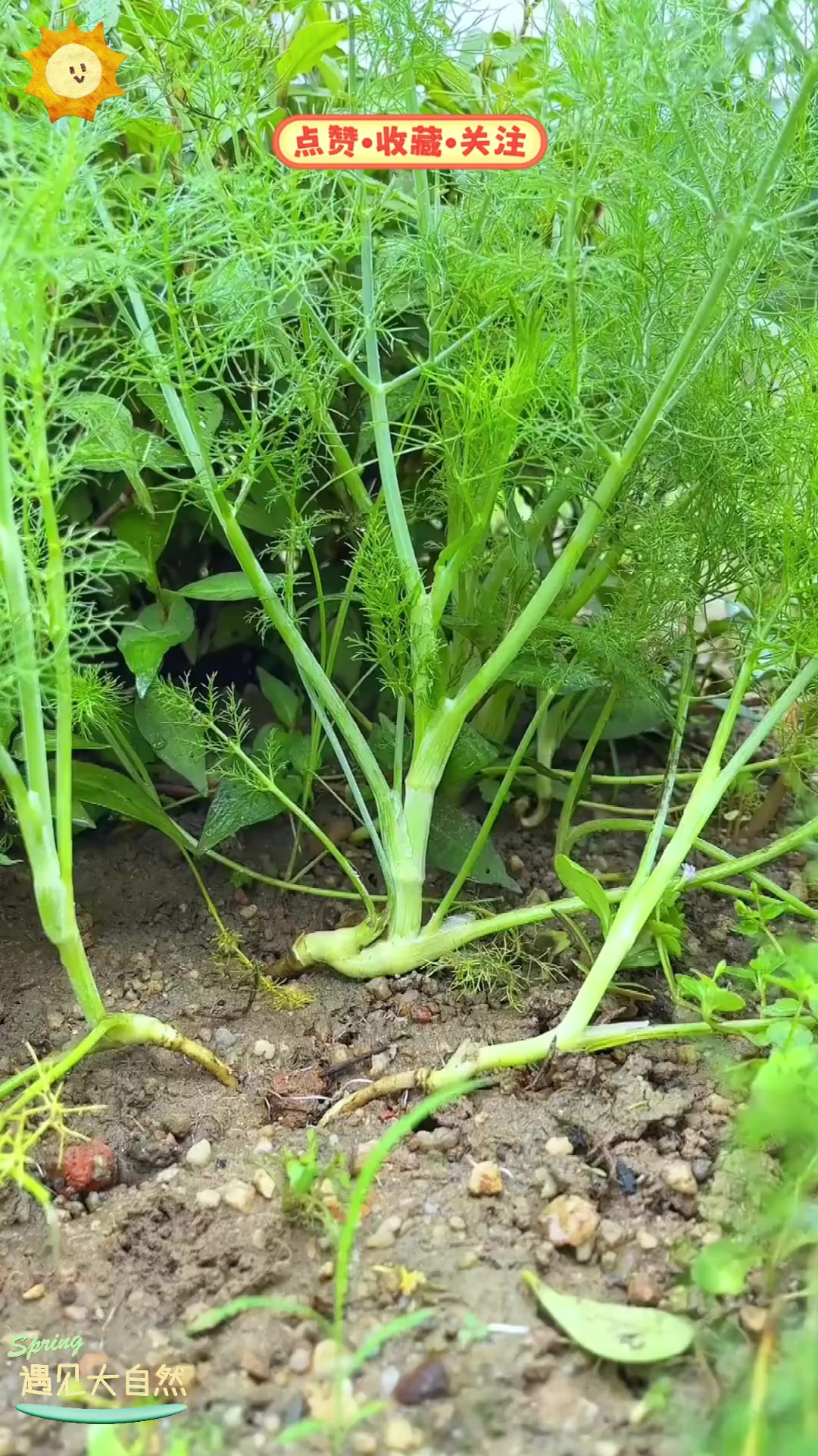 都说冬吃萝卜夏吃姜,夏天煮个茴香菜粥,养胃又美味!