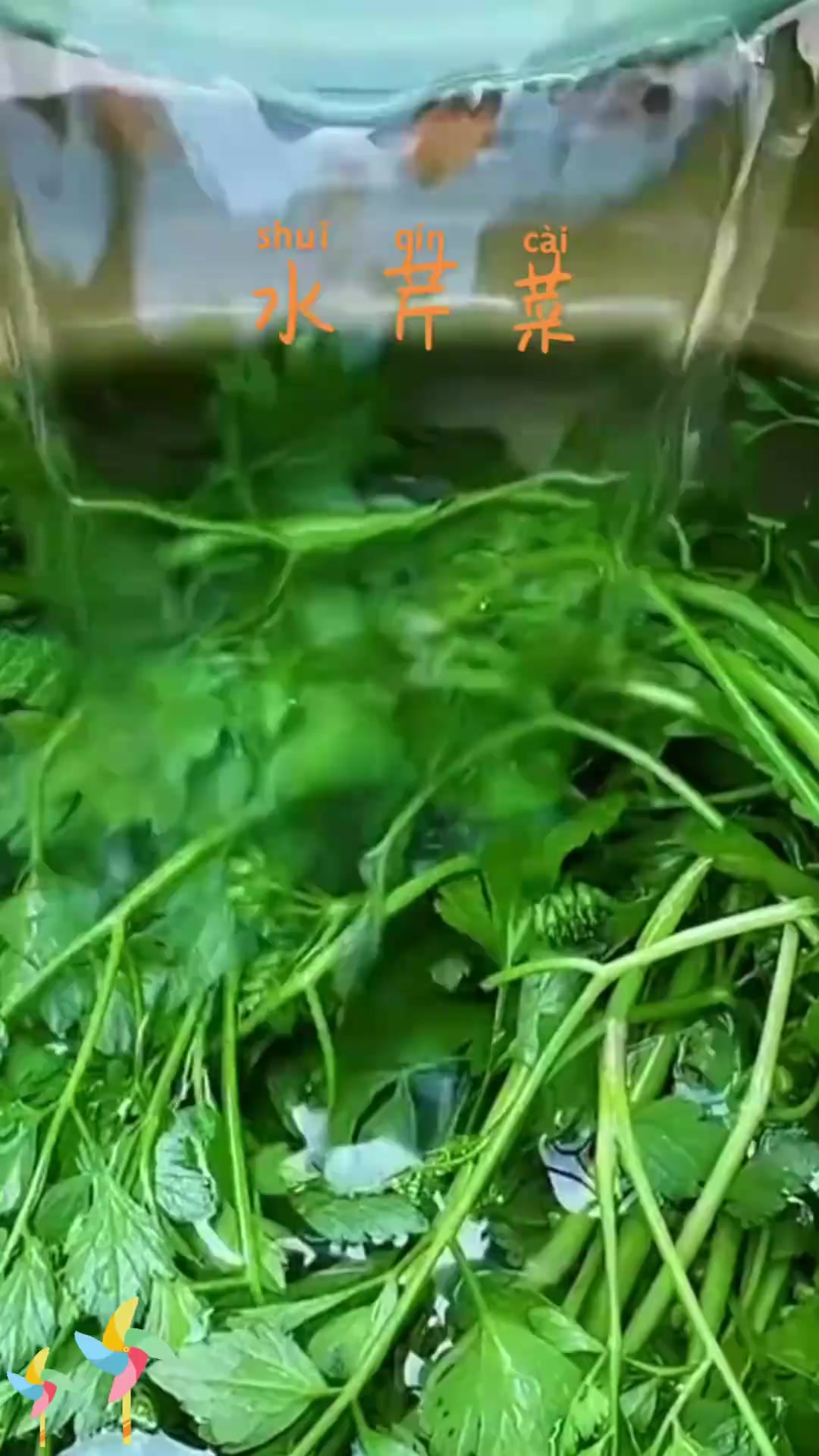 野生水芹菜，农村常见，很多人都吃过，你呢？