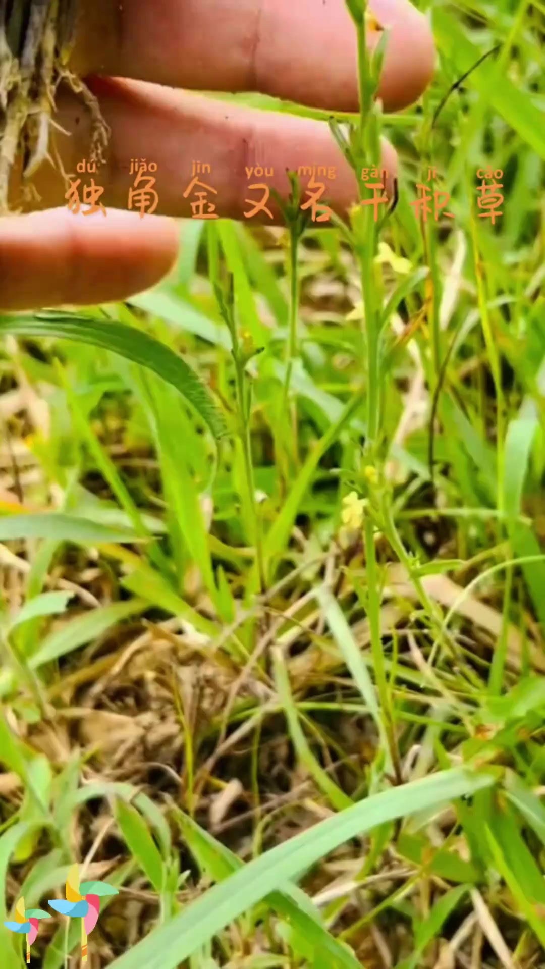 独角金又名干积草,你那儿还有这种草吗?