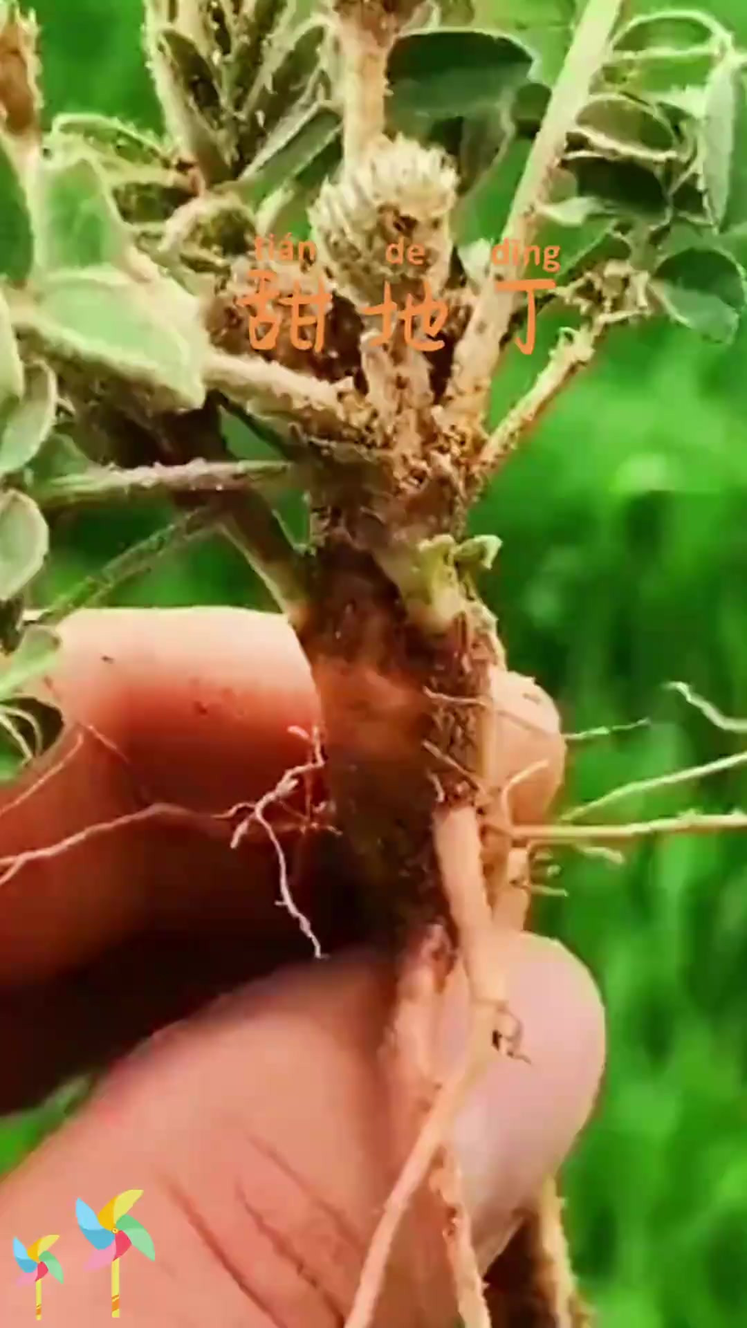 甜地丁这味草药,你知道它的特点吗?