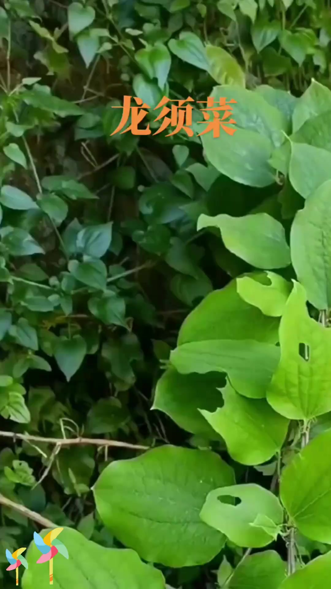 龙须菜你有没有吃过，知道它有啥特点吗？