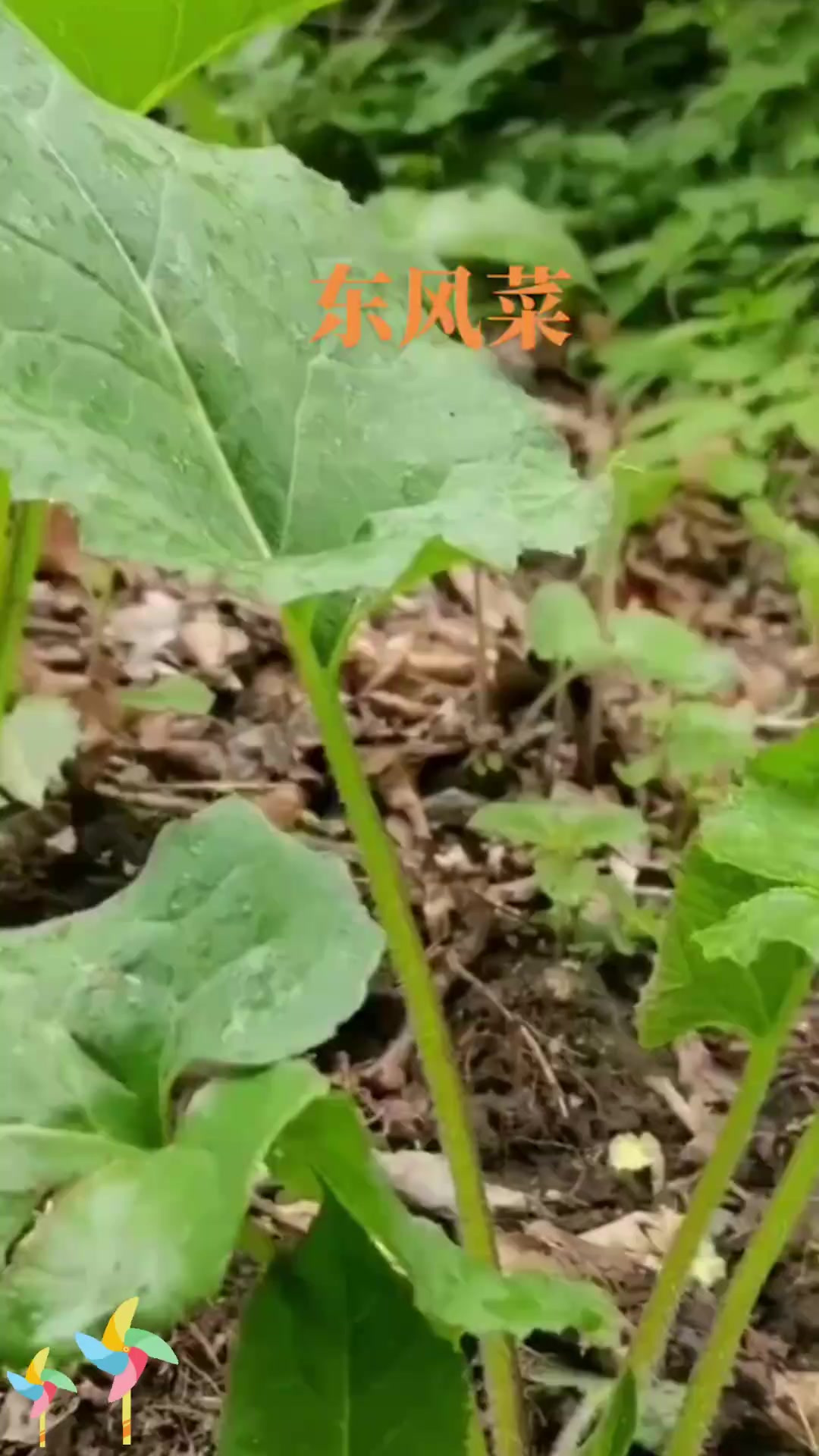 东风菜想上热门,快来认识一下这种植物!