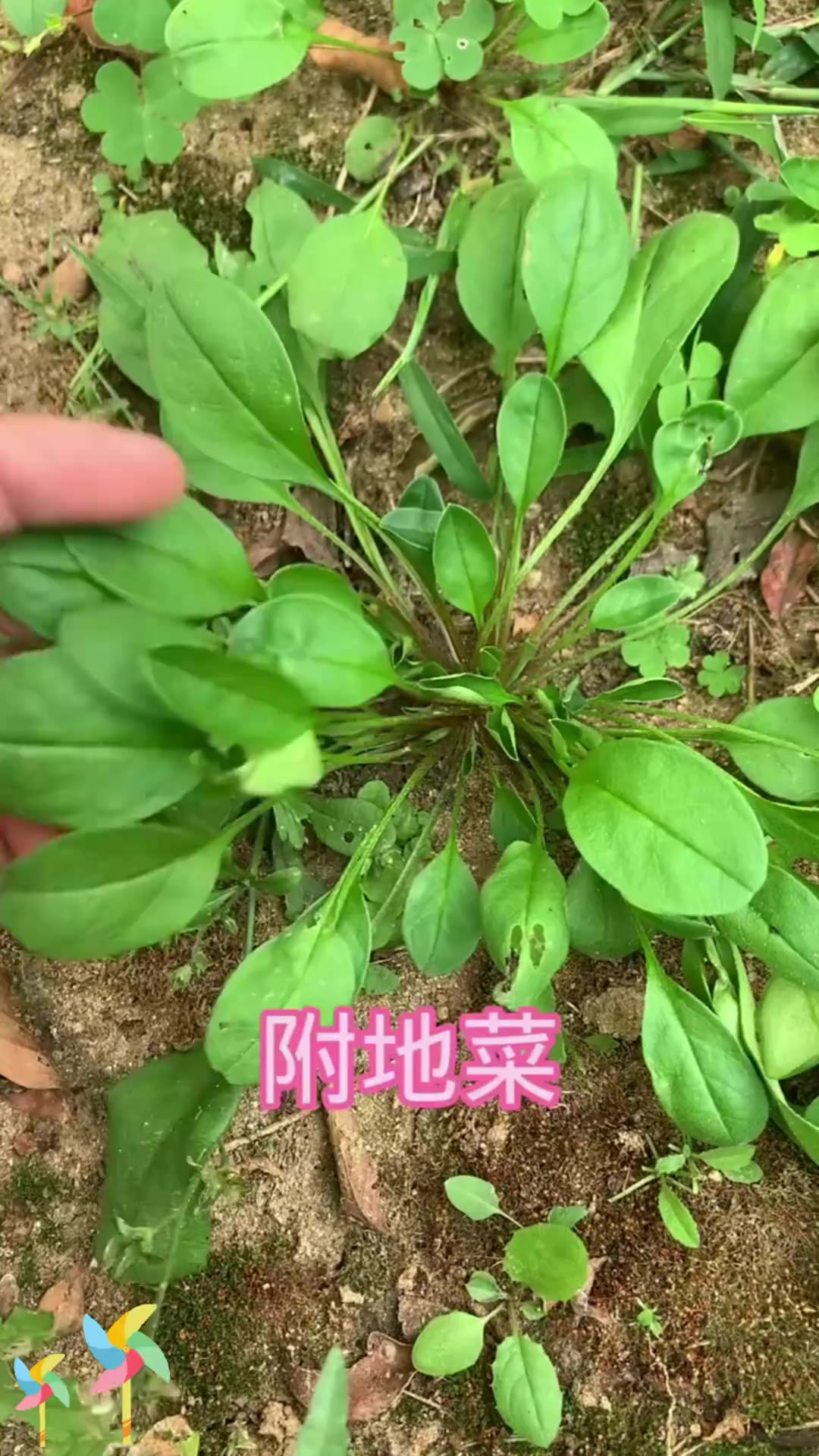 附地菜三看：附地菜，又见面啦，再认识一下！