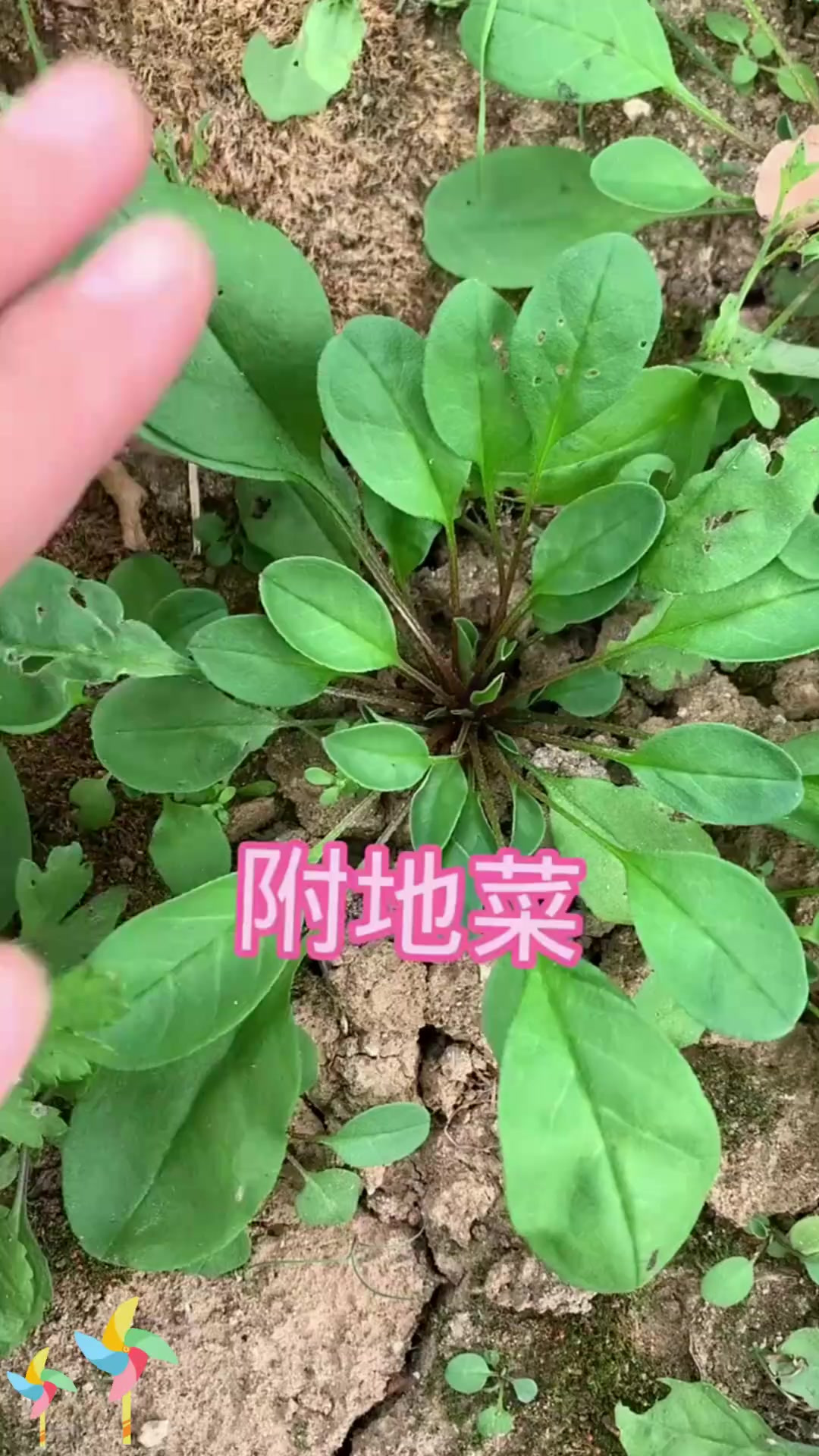 附地菜又看：附地菜，再来认识一下这种草！