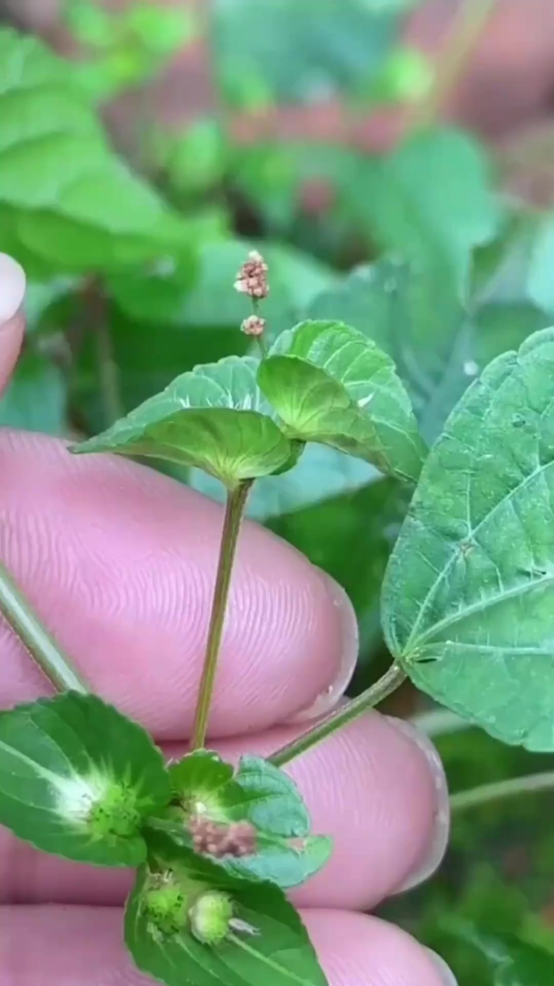 铁苋菜，别名蚌壳草，农村人在砖墙边把它采回家(1)