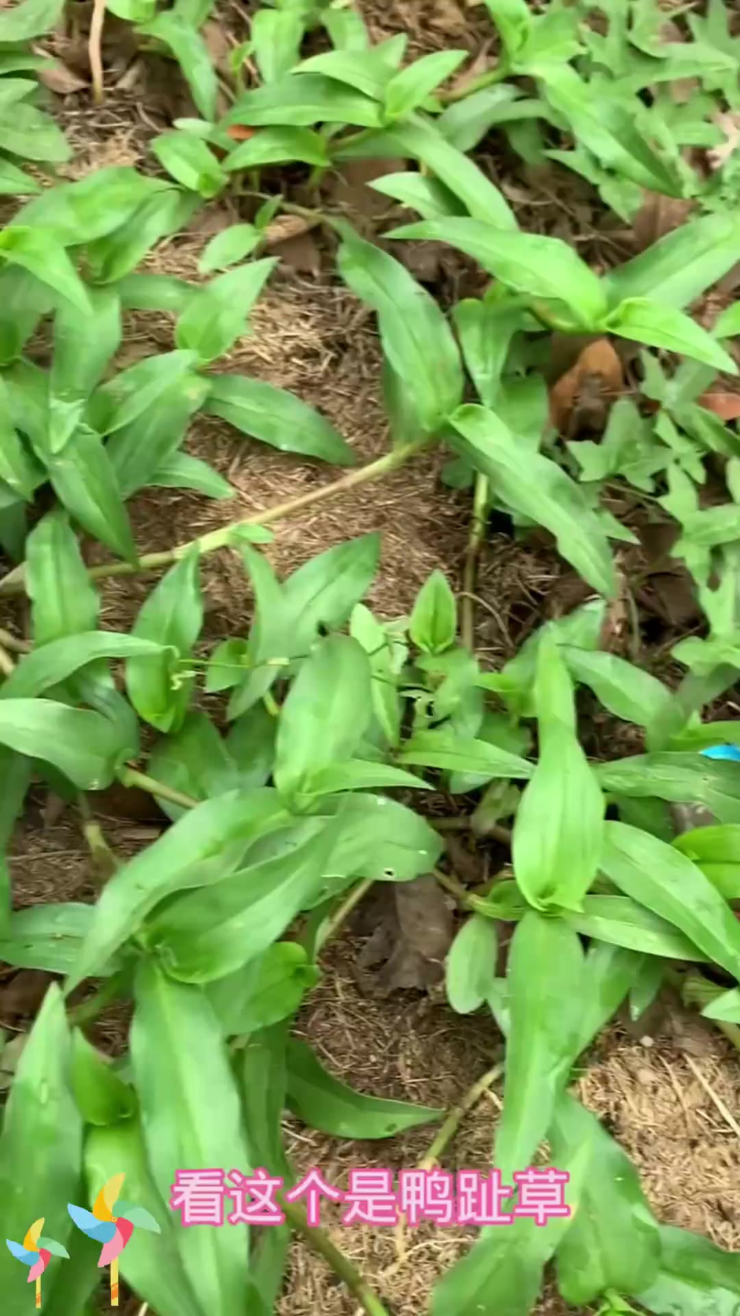 鸭跖草吃法:鸭跖草你们都怎么吃,分享下!