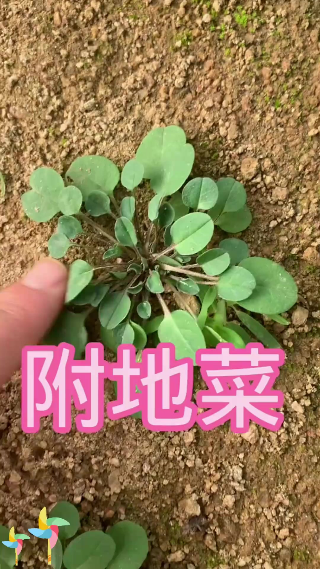 附地菜知识：植物知识之附地菜，快来了解下！