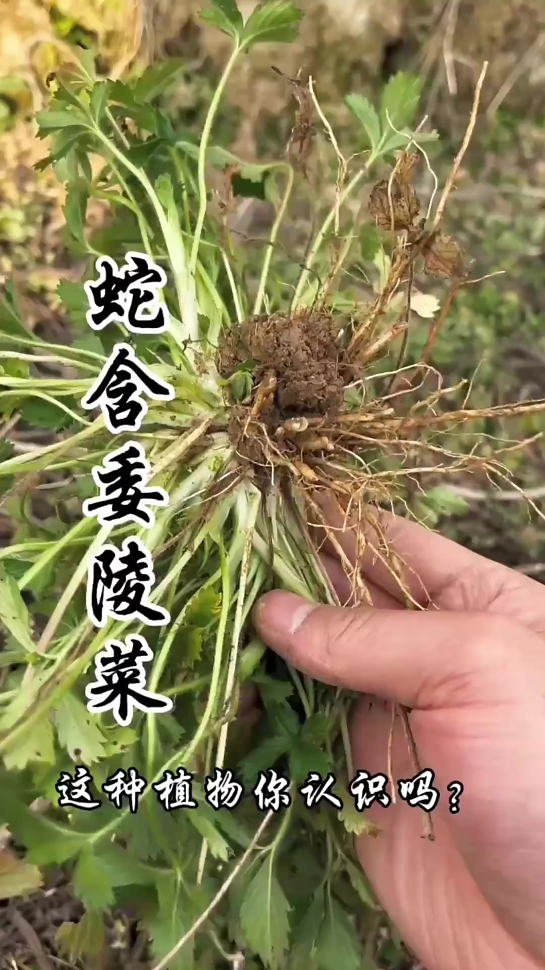 蛇含委陵菜，又称五匹风、五爪龙，它的价值你了解吗