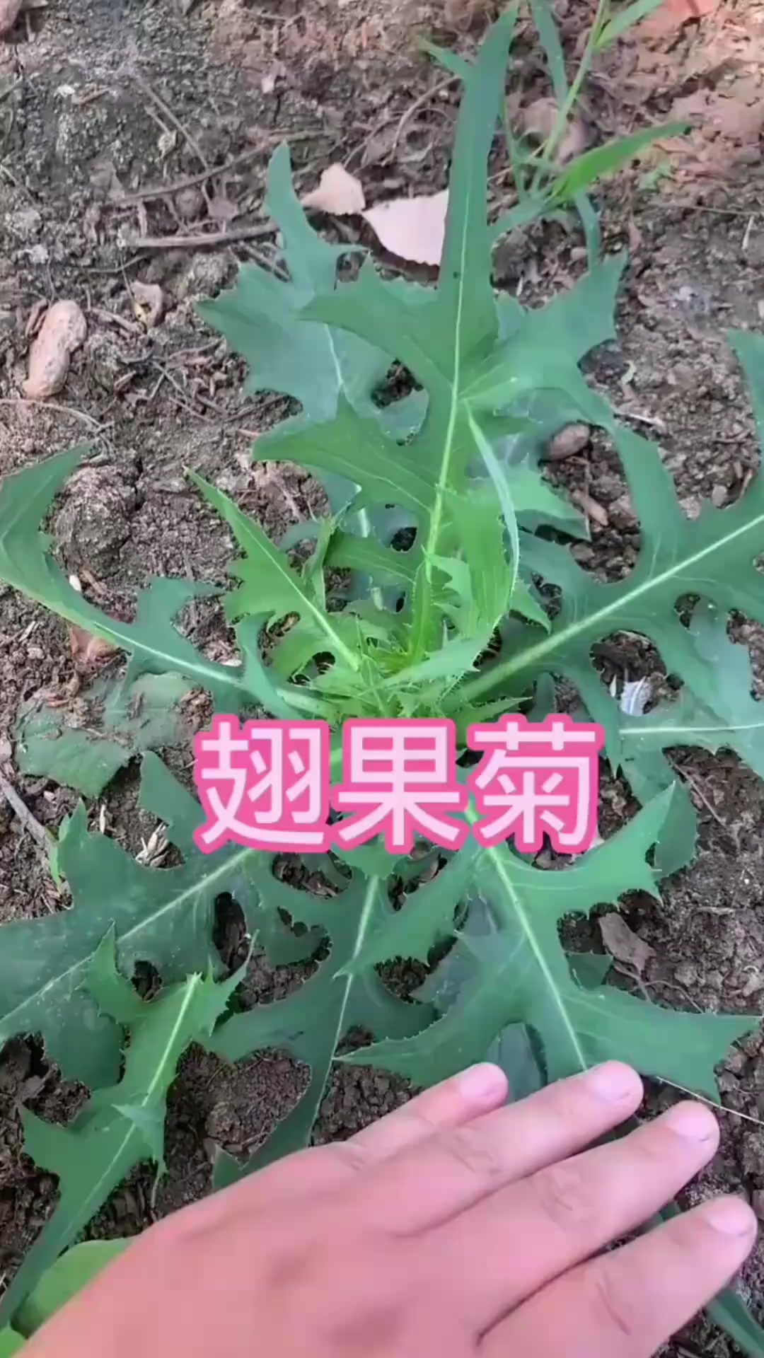 植物知识之翅果菊，也叫它野莴苣