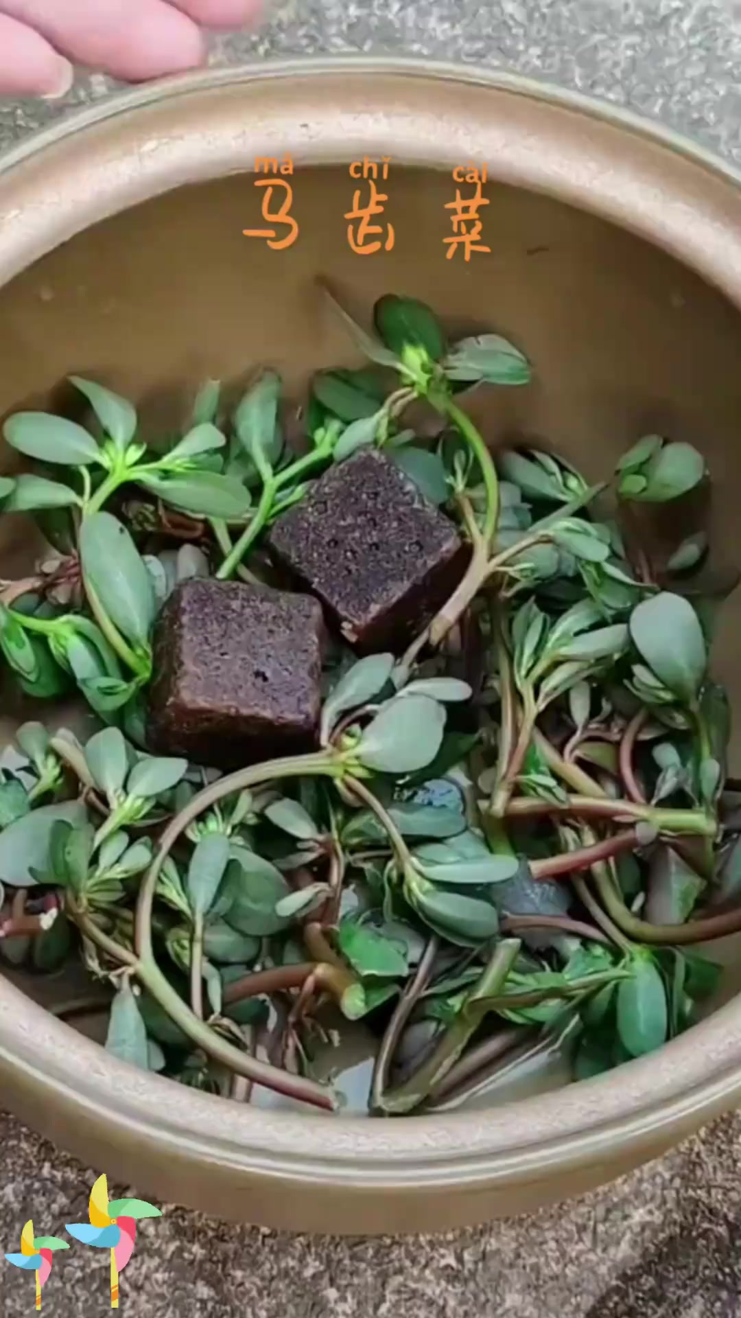 百草知识之马齿菜,快来认识这常见的野菜