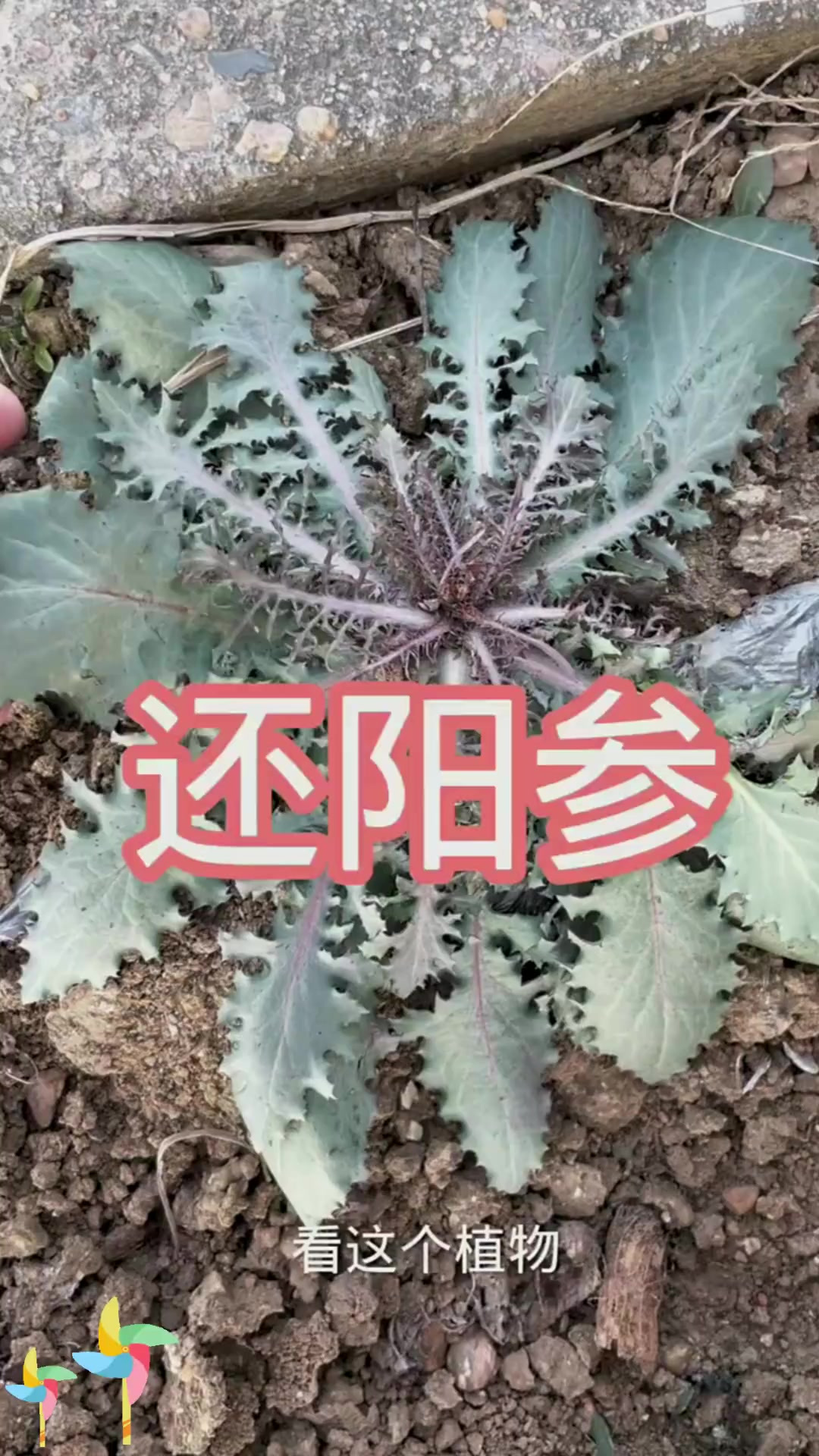 苦碟子特征：花如菊苗似蒲，苦碟子就是它！