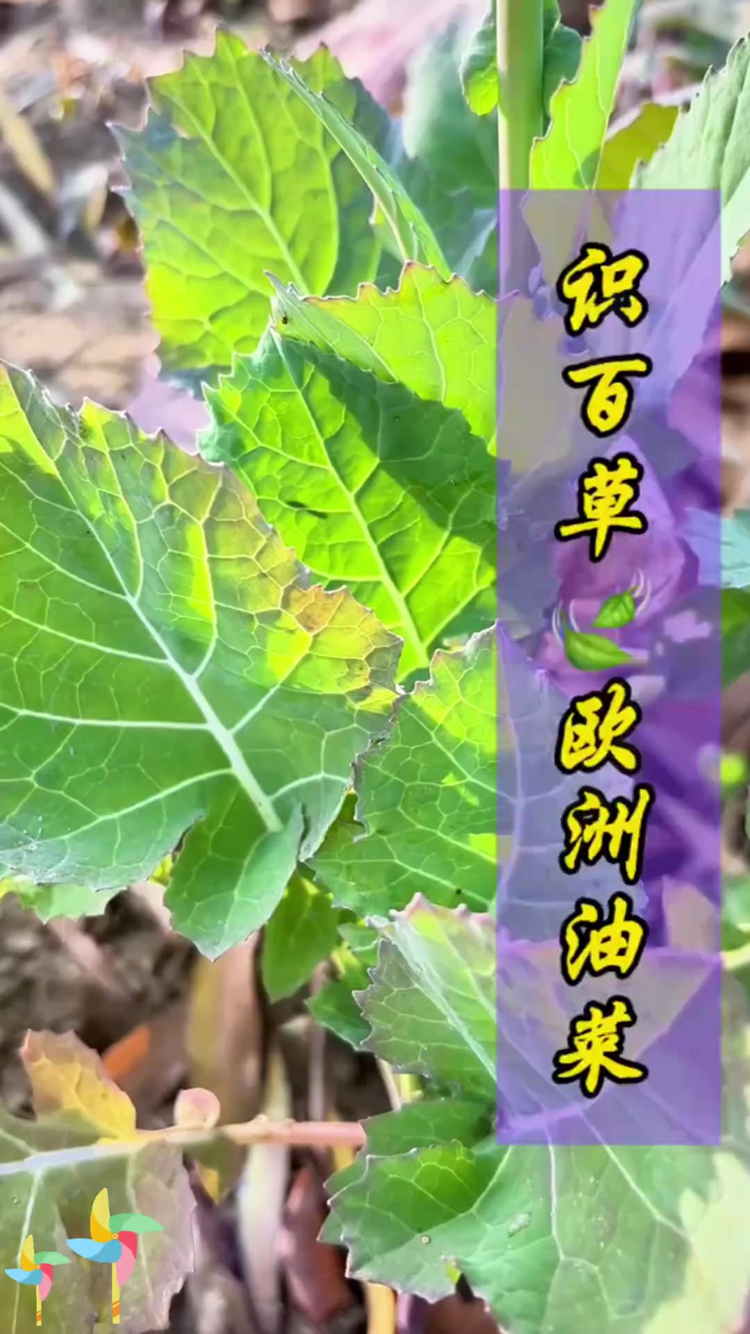 熟悉欧洲油菜吗？快来找找，你的家乡有它吗？
