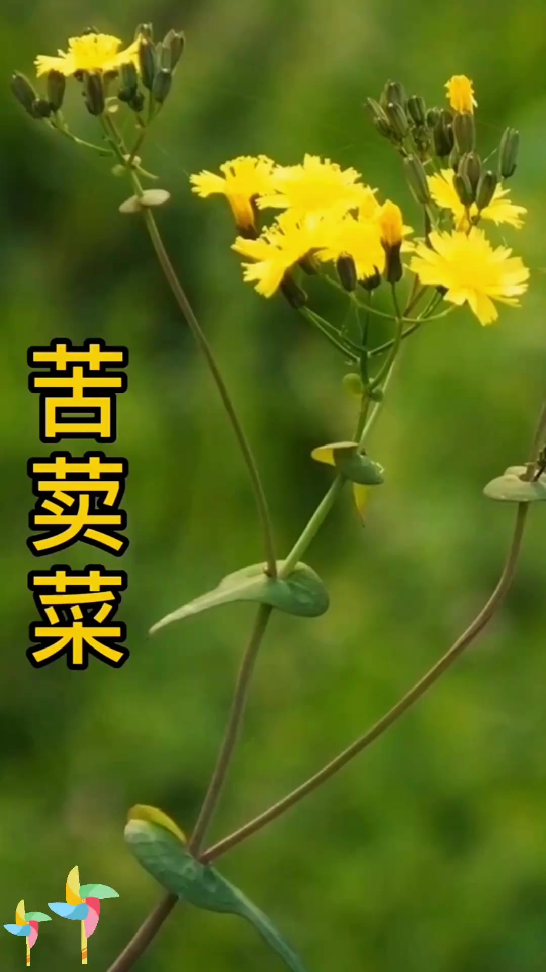 野苦菜学名中华苦荬菜,各地叫法多,你咋称呼?