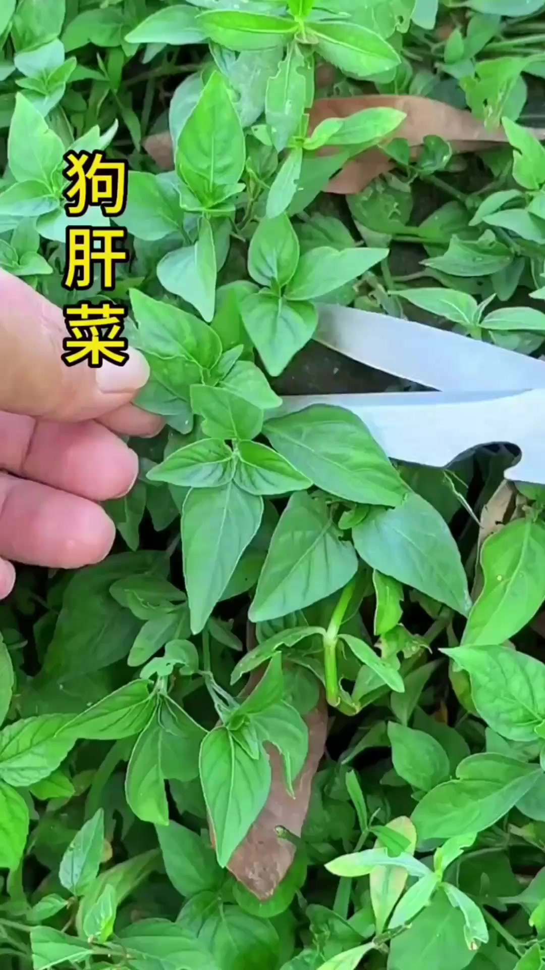 农村的狗肝菜，别名猪肝菜、天青菜