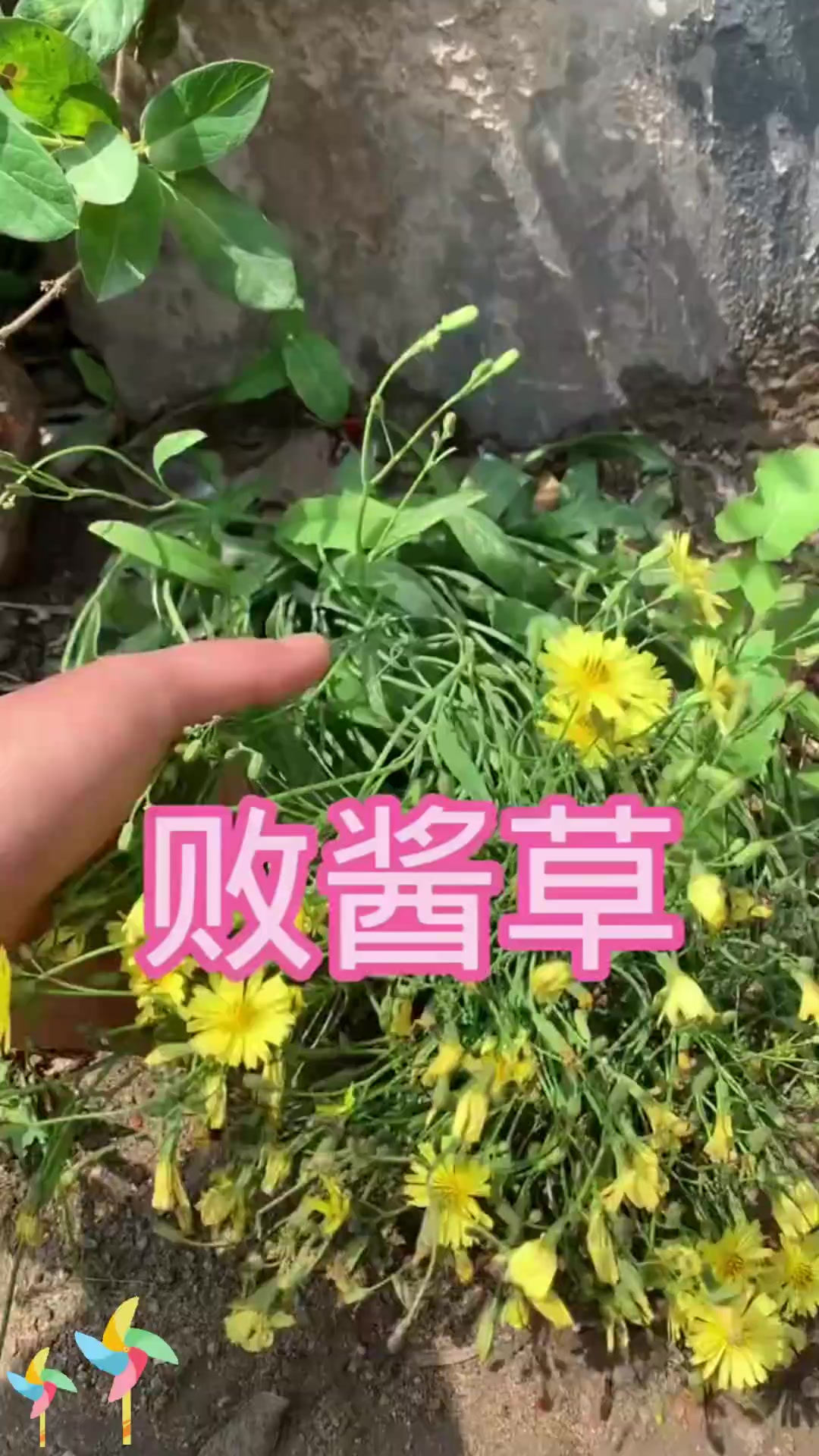败酱草知识:植物知识之败酱草,听我讲一讲!