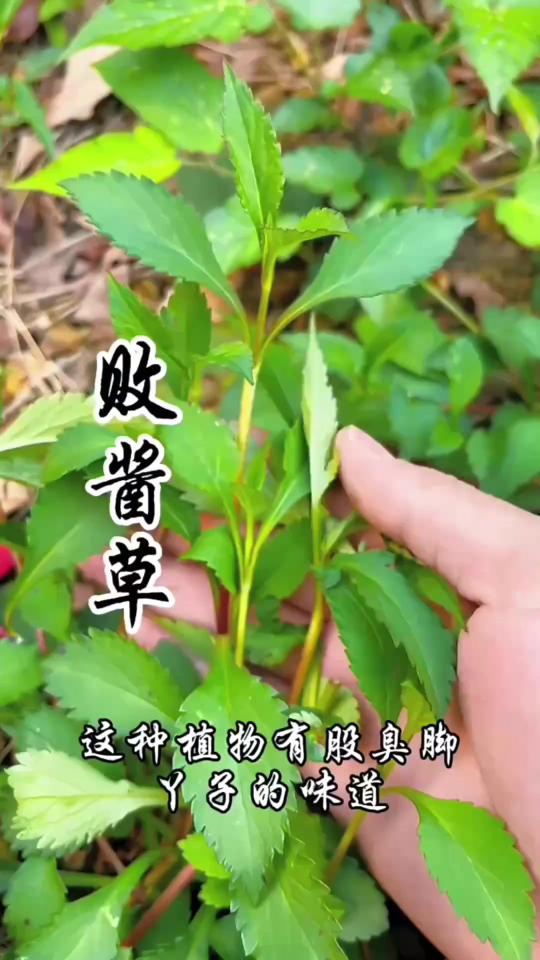 败酱草,有臭脚丫子的味道,你知道败酱草吗