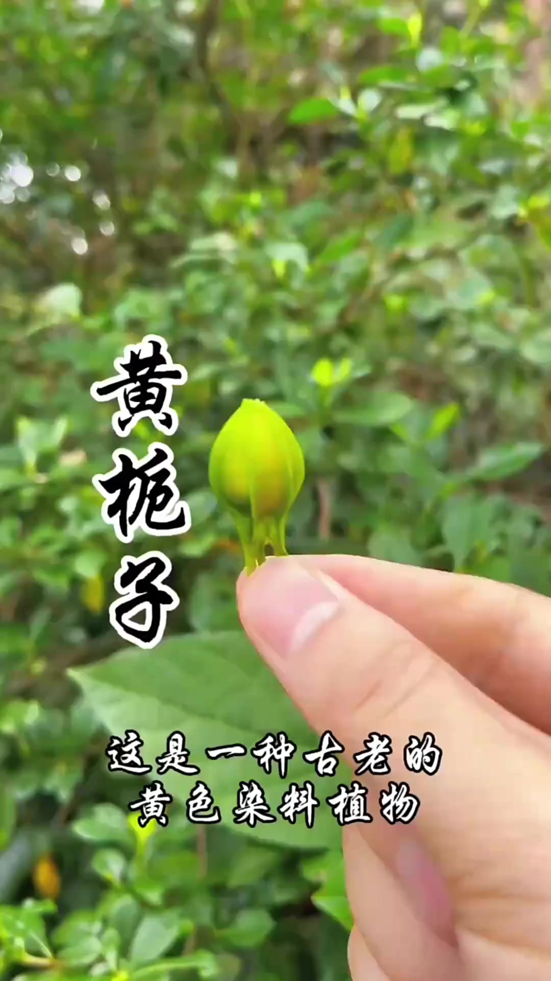 黄栀子，一种应用历史超过2000年的染色植物