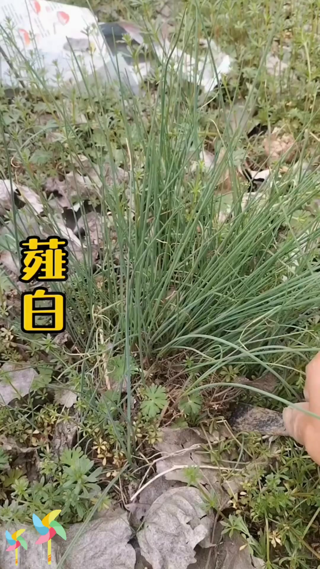 薤白又名小根蒜,美味野菜,你有没有吃过呢?