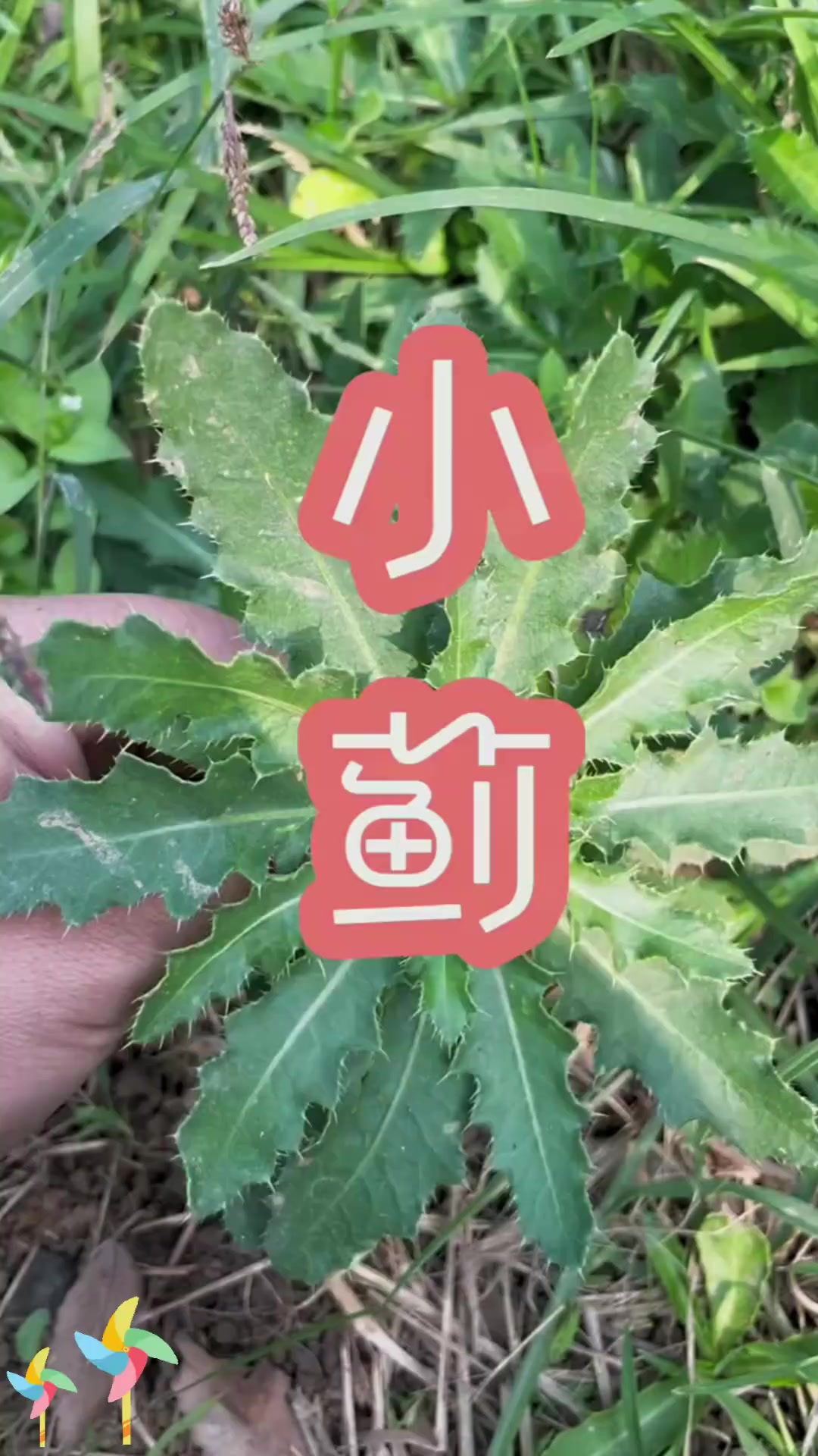 小蓟别名：小蓟又叫刺儿菜，你熟悉它吗？