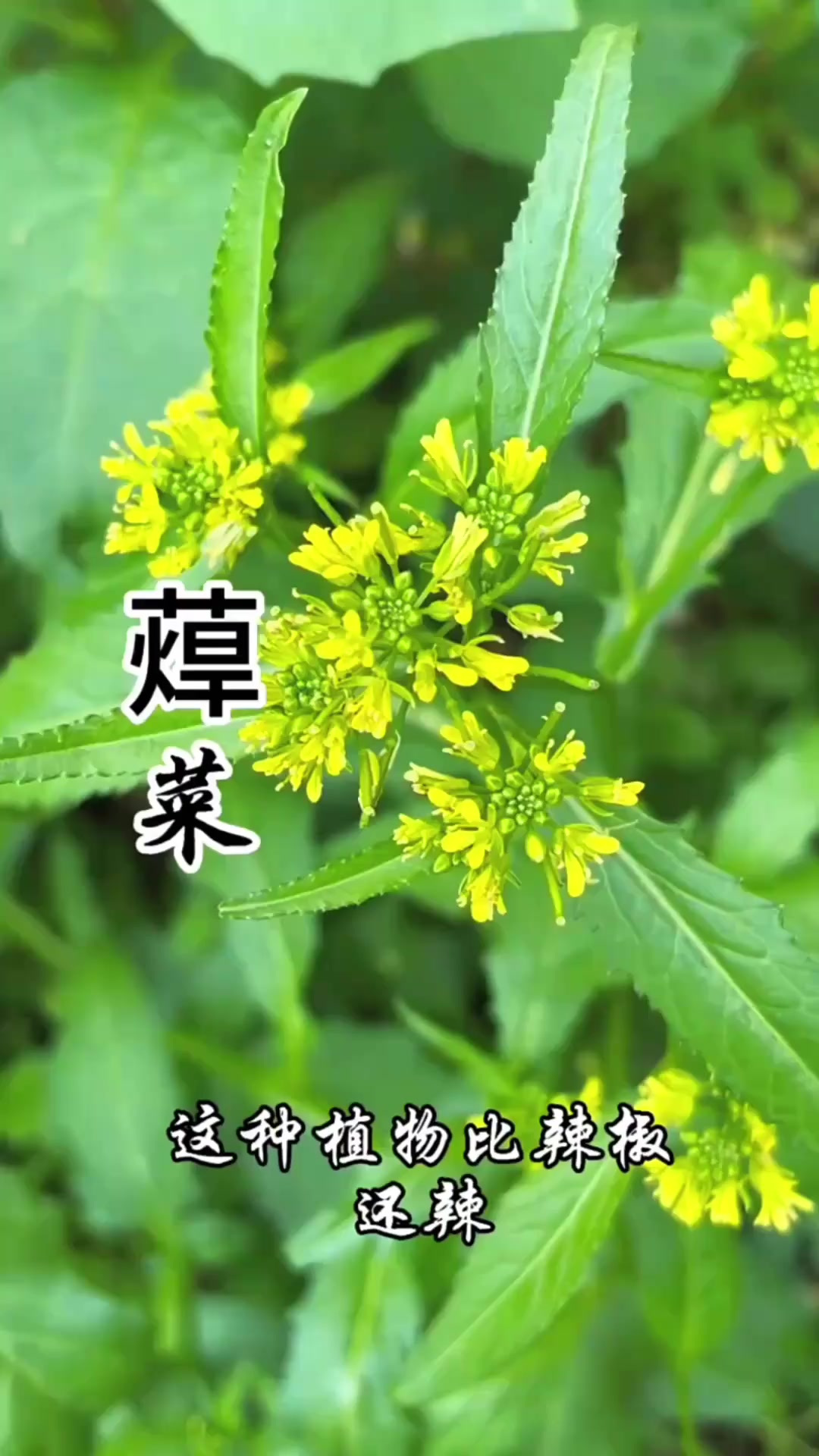 蔊（han 第三声）菜，又称辣米菜、鸡肉菜，食之味道辛辣