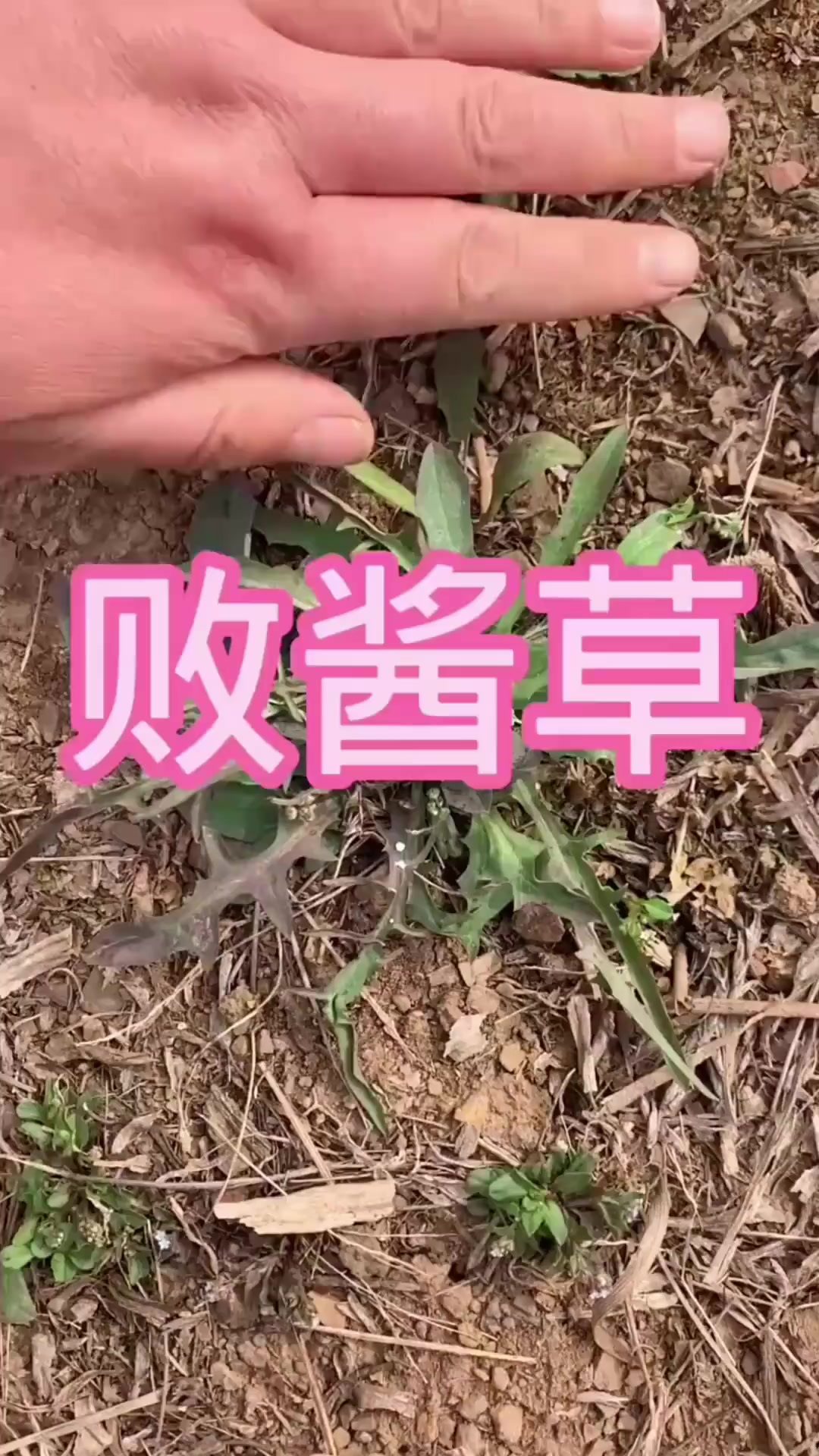 植物知识之败酱草,你吃过吗 (2)