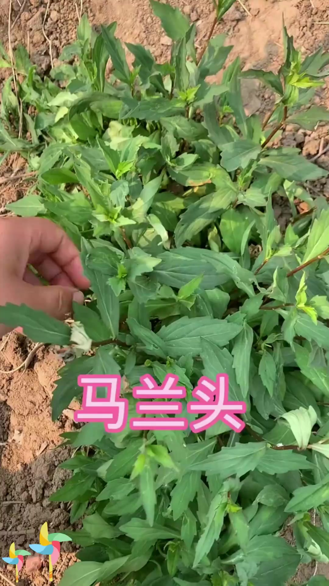 马兰头野菜:马兰头是很好的野菜,你吃过吗?