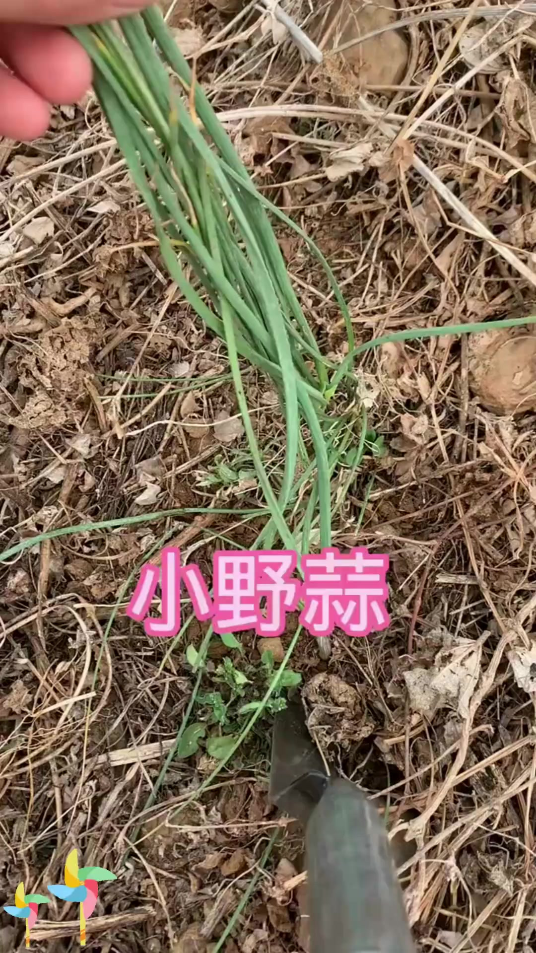 薤别名：薤，别名小野蒜小根蒜，你熟悉吗？