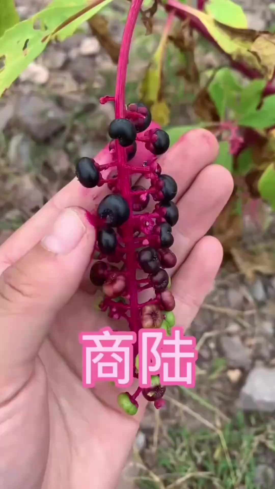 蔊菜也叫辣米菜,辣白菜,是可食用的野菜