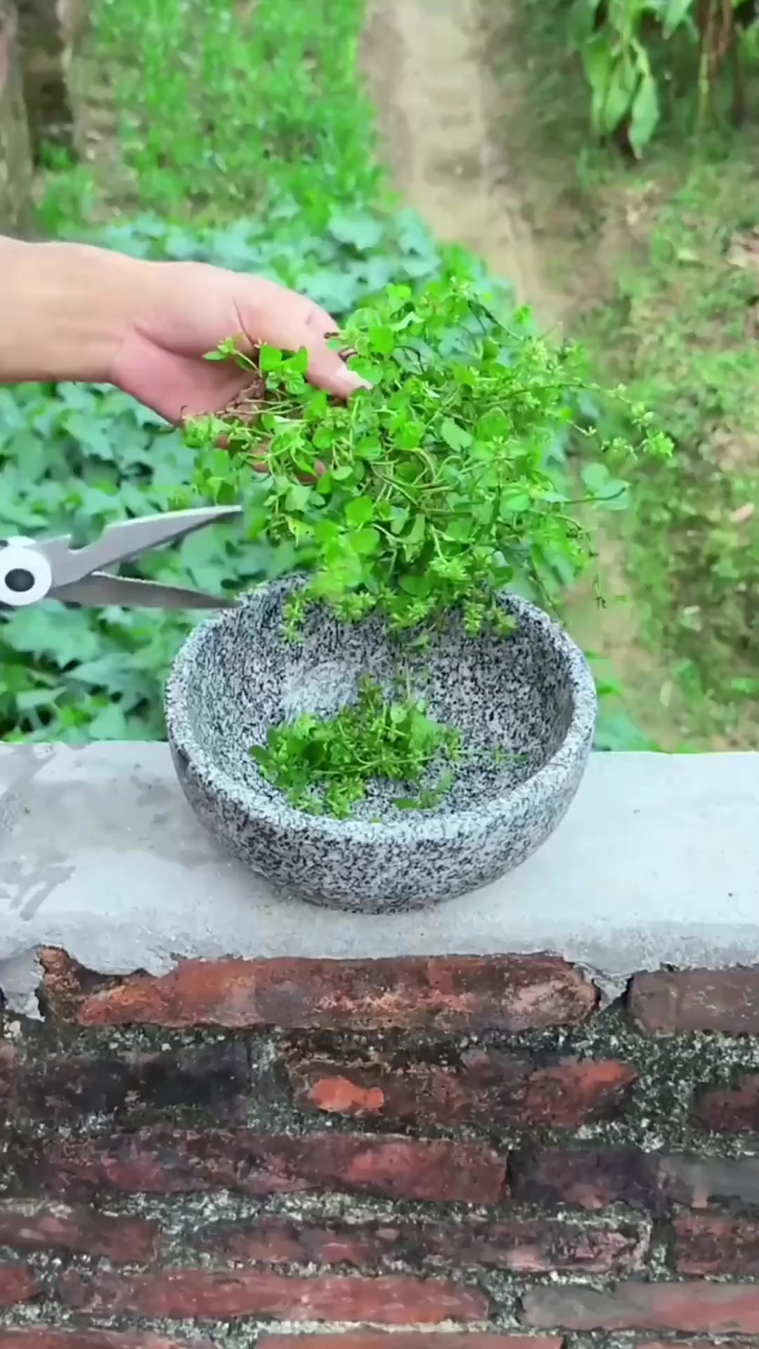 农村的风轮菜，别名九层塔，你见过吗？