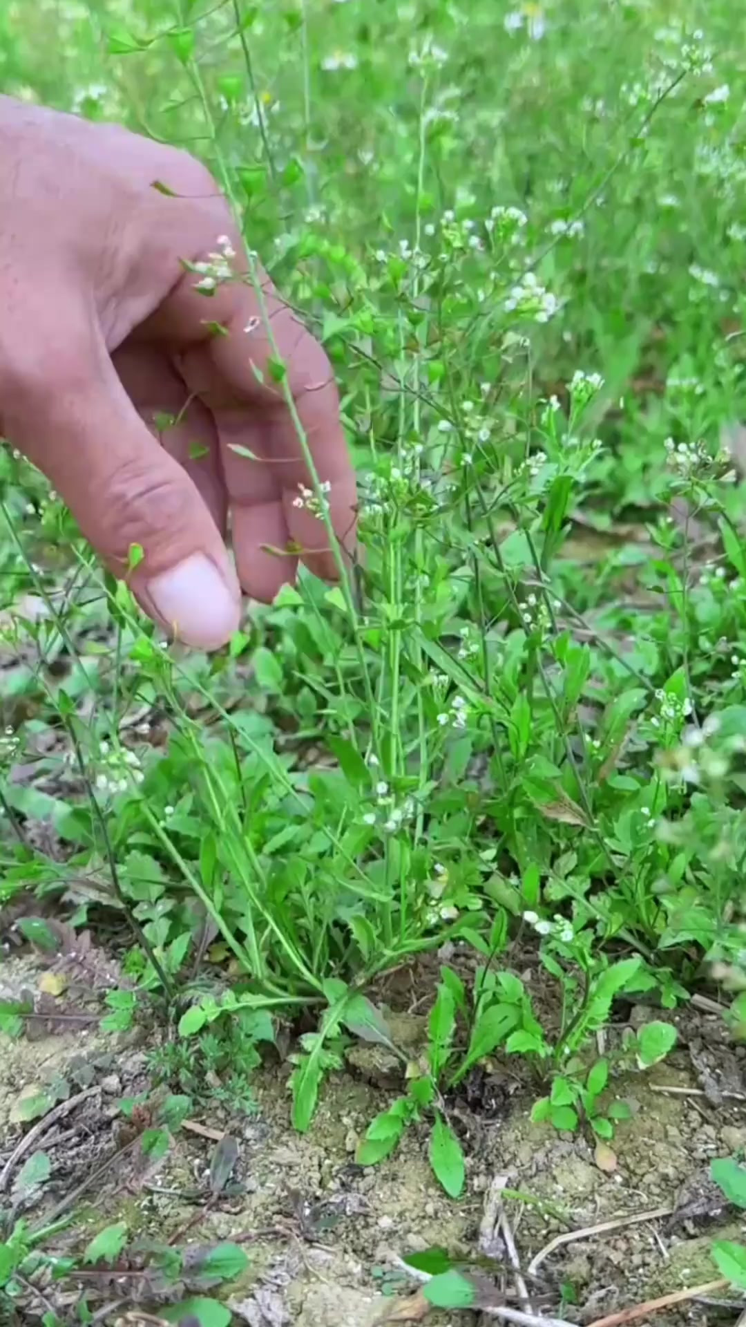 荠菜开花了，农村人到处采摘它，你见过吗？