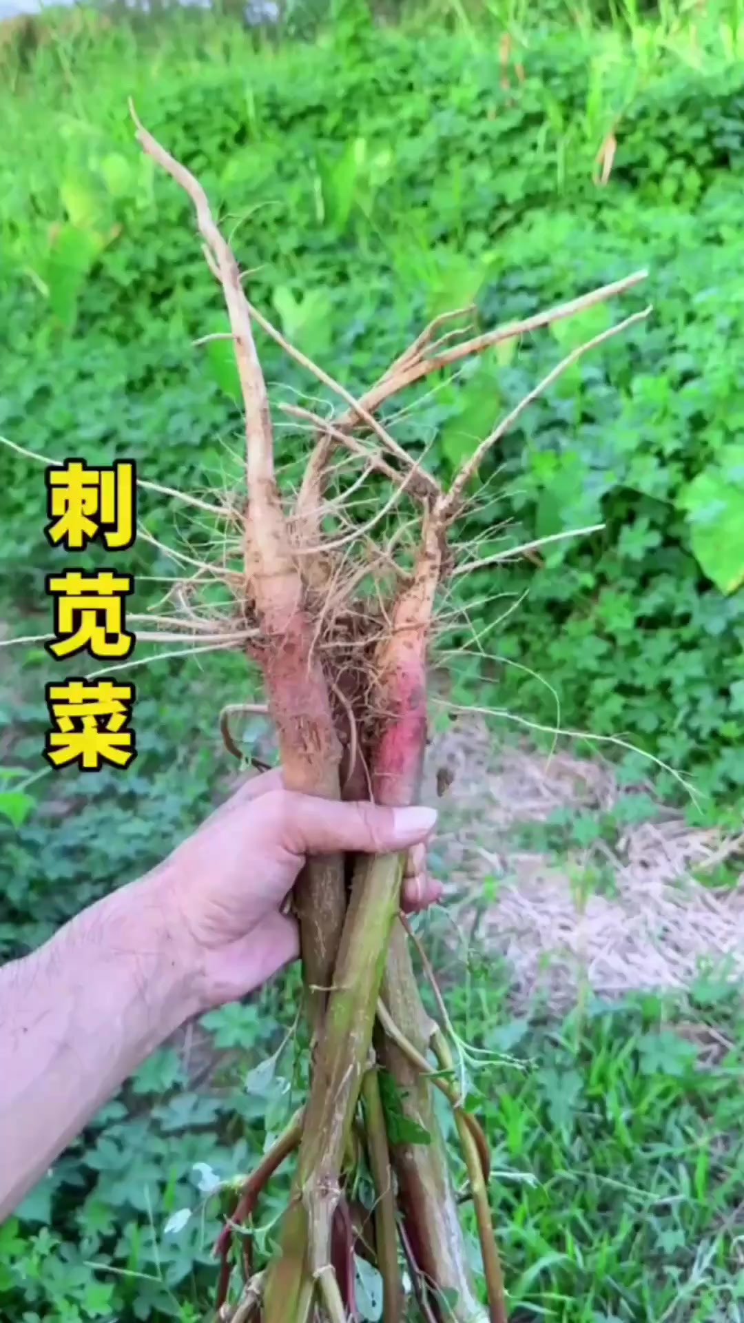 你见过刺苋菜吗？农村人常把它挖回家晒干