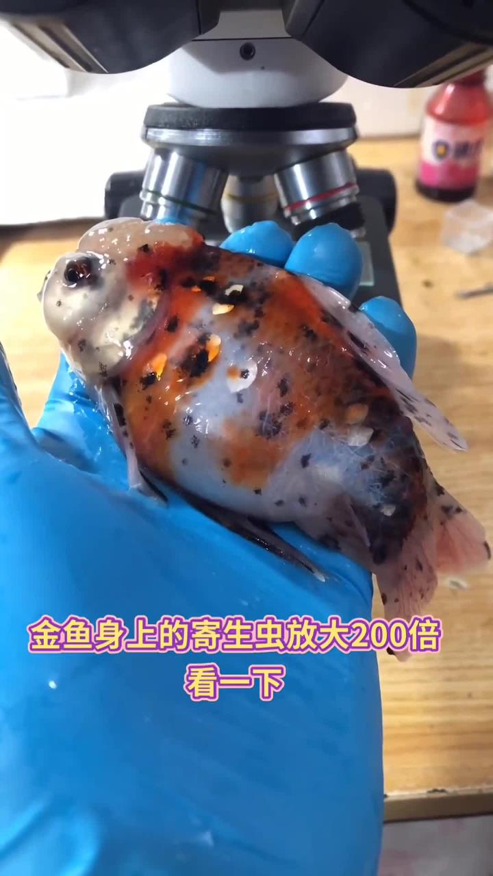 养金鱼的小伙伴应该都懂的吧