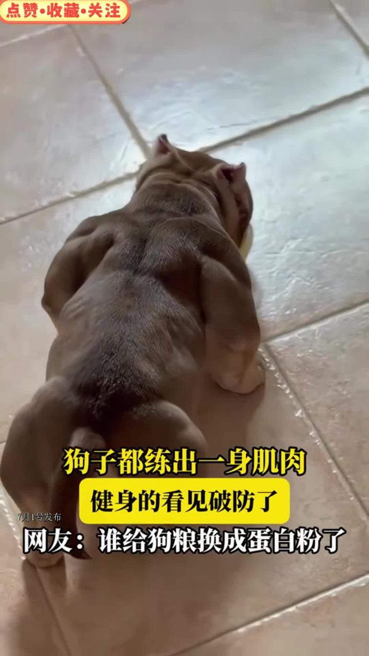 狗子都练出一身肌肉，健身的看见破防了