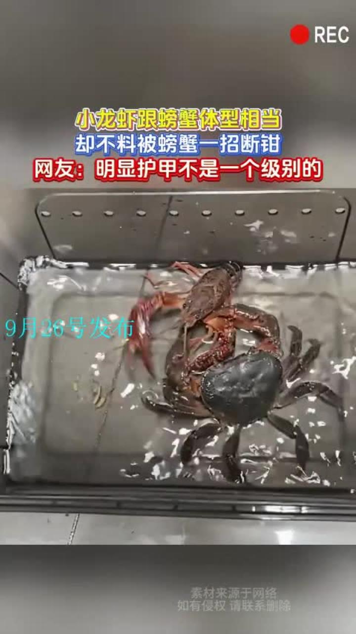 小龙虾跟螃蟹体型相当,却不料被螃蟹一招断钳