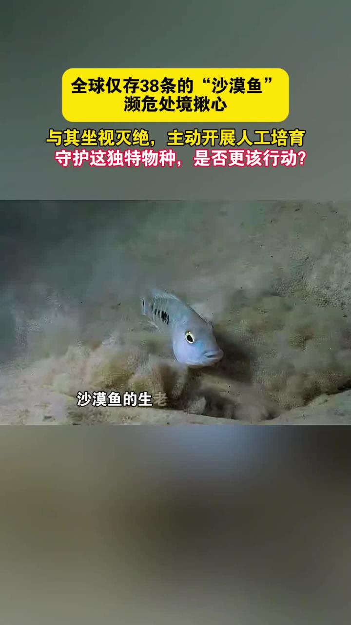 全球仅存38条的“沙漠鱼”,濒危处境揪心!