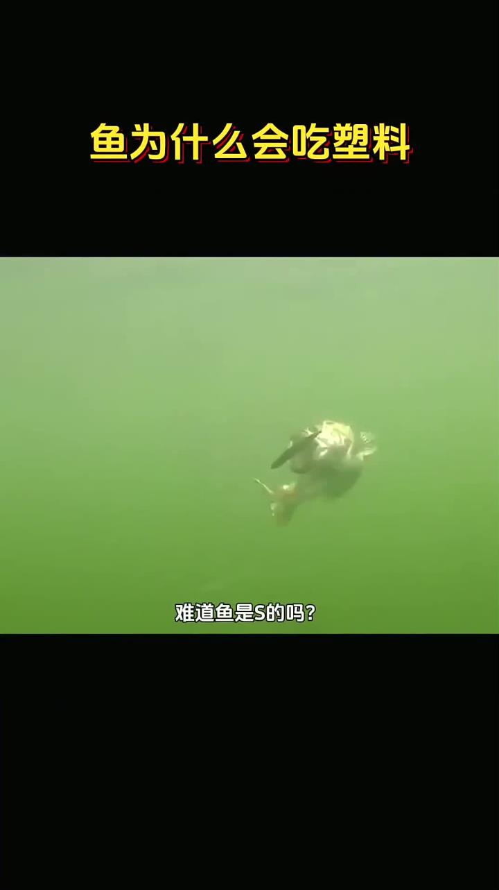 为什么会有鱼吃塑料呢?路亚真是太神奇了