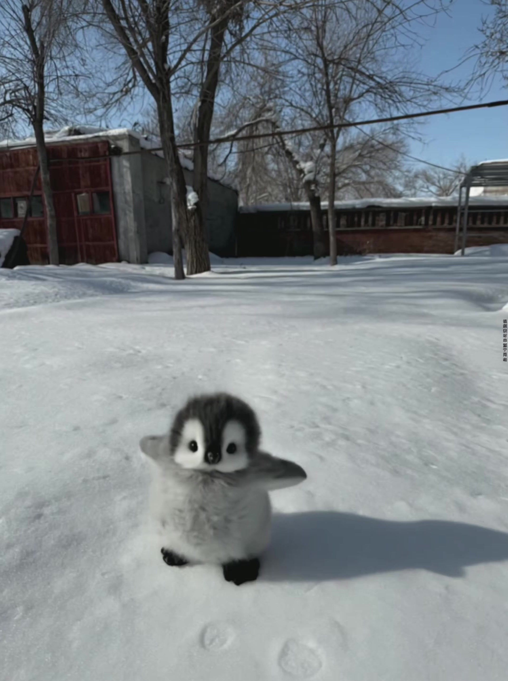 小企鹅学人类走路这件事,让我遇到了可爱爆了好吗 一直