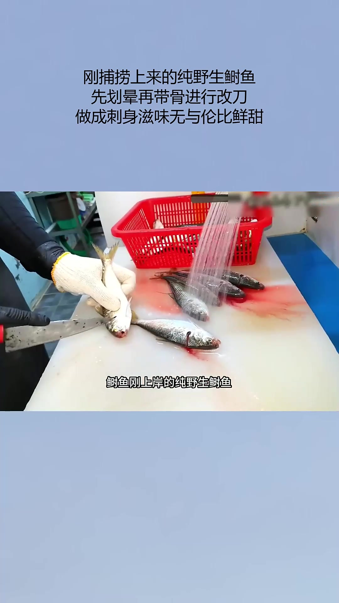 刚捕捞上来的纯野生鲥鱼,先划晕再带骨进行改刀,做成刺身滋味无
