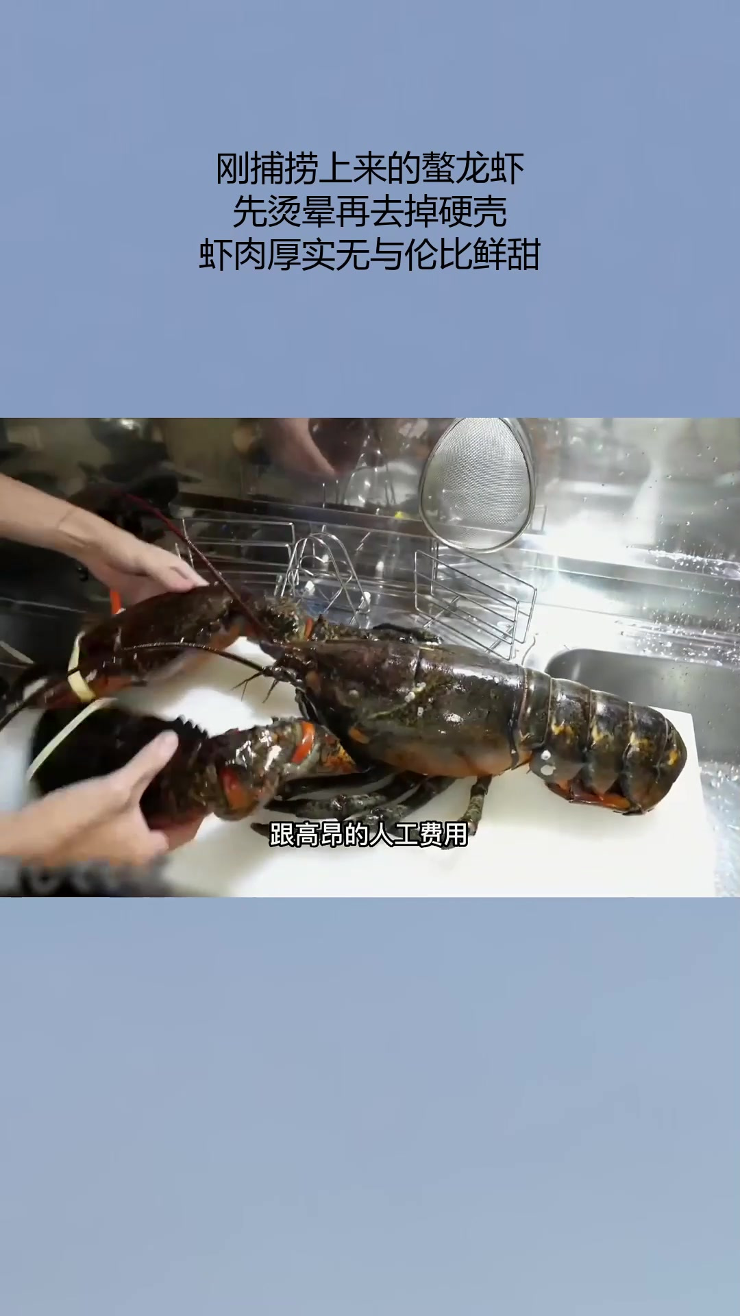 刚捕捞上来的螯龙虾,先烫晕再去掉硬壳,虾肉厚实无与伦比鲜甜