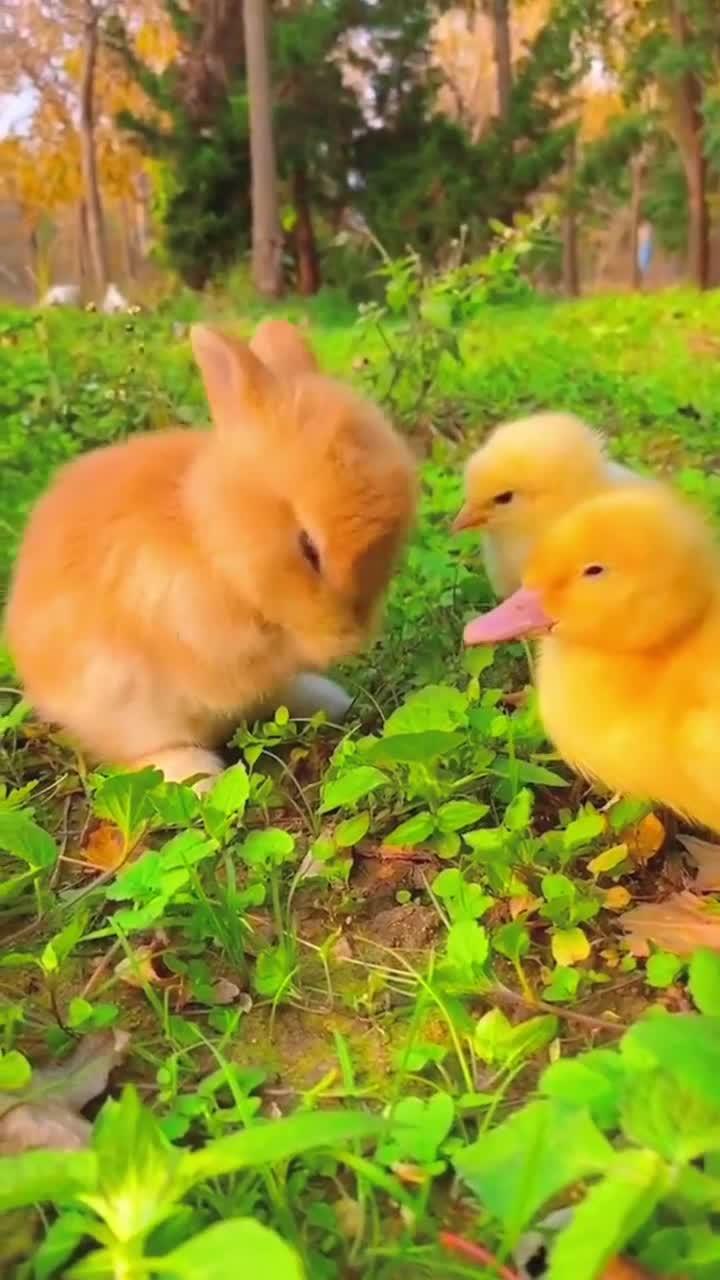 小兔和小鸭子温馨画面