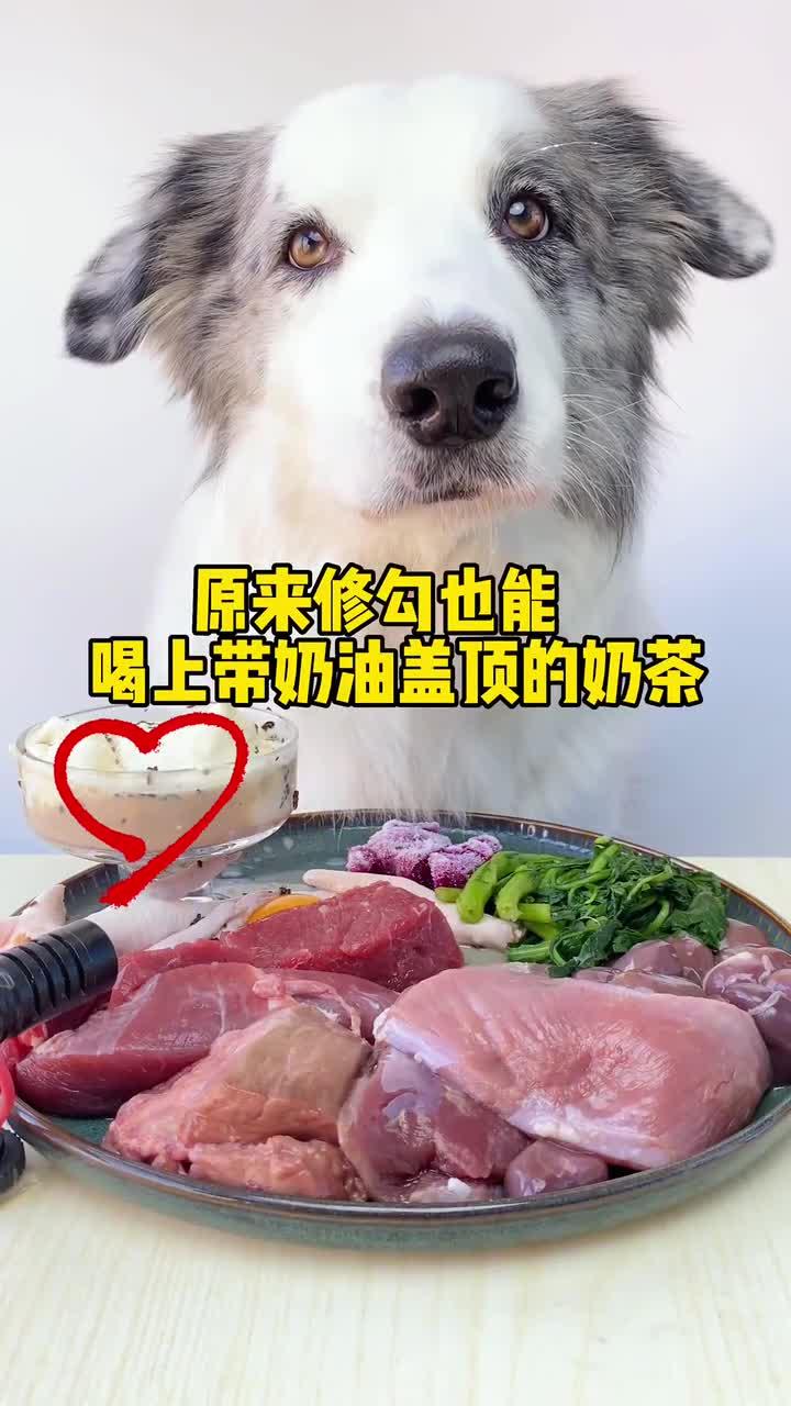 原来修狗也可以吃上带奶油盖顶的奶茶耶